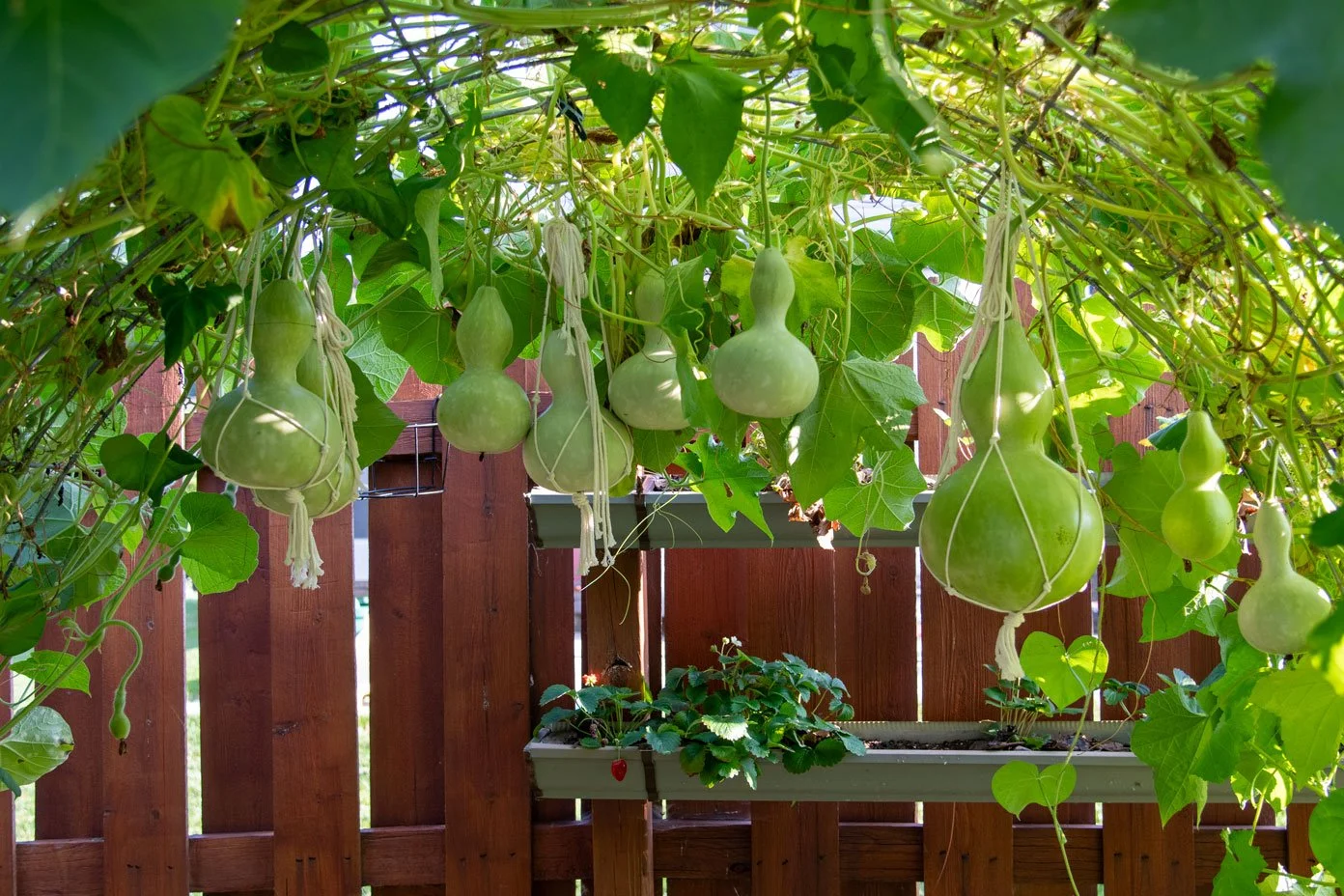 Enormous gourds grow on an arched trellis in front of a red wooden fence