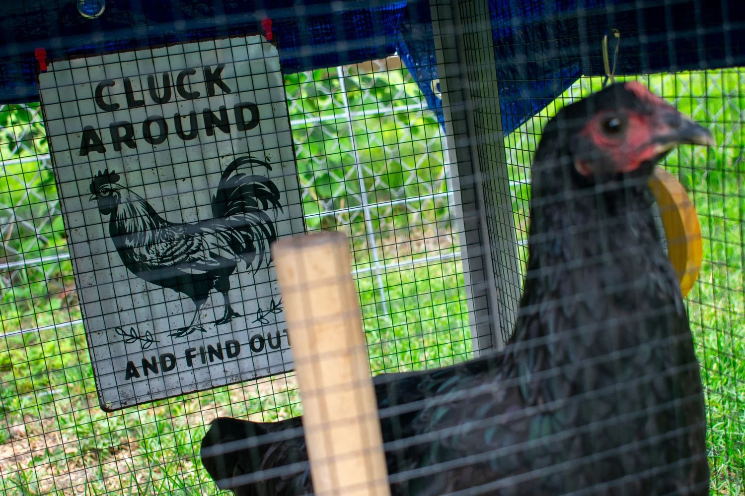 Black chicken with red face coloring sits in a coop featuring a sign that reads "Cluck Around and Find Out"