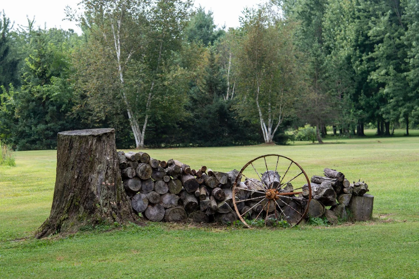 A large tree stump sits beside many old logs and a rusty carriage wheel in a field