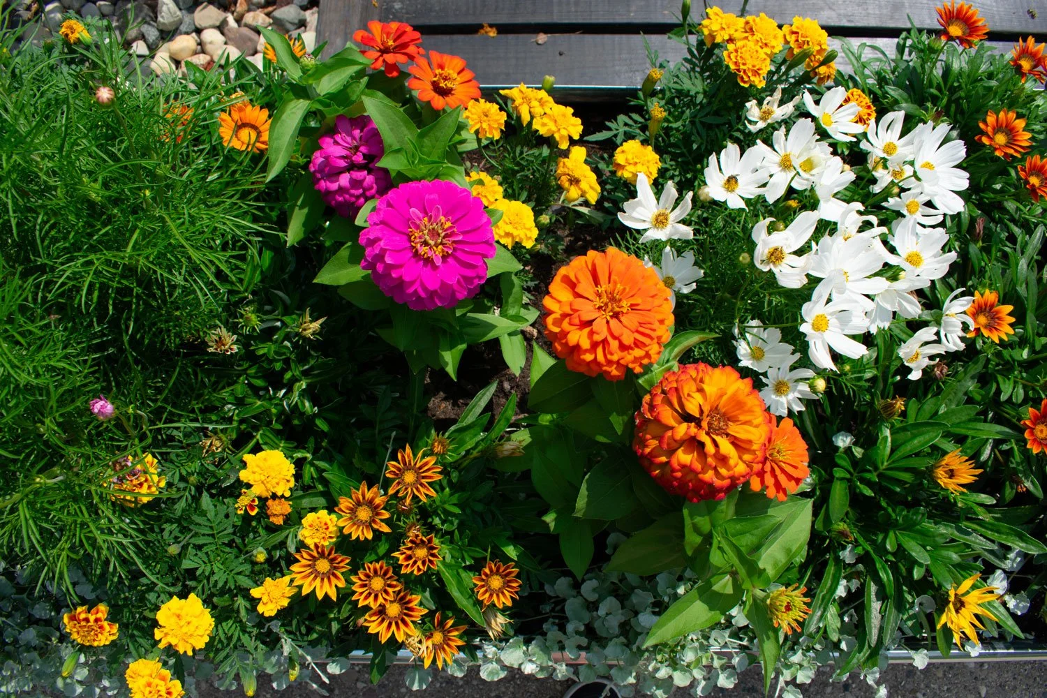 Vibrant outdoor flowers cluster in shades of bright orange, fuschia, and gold