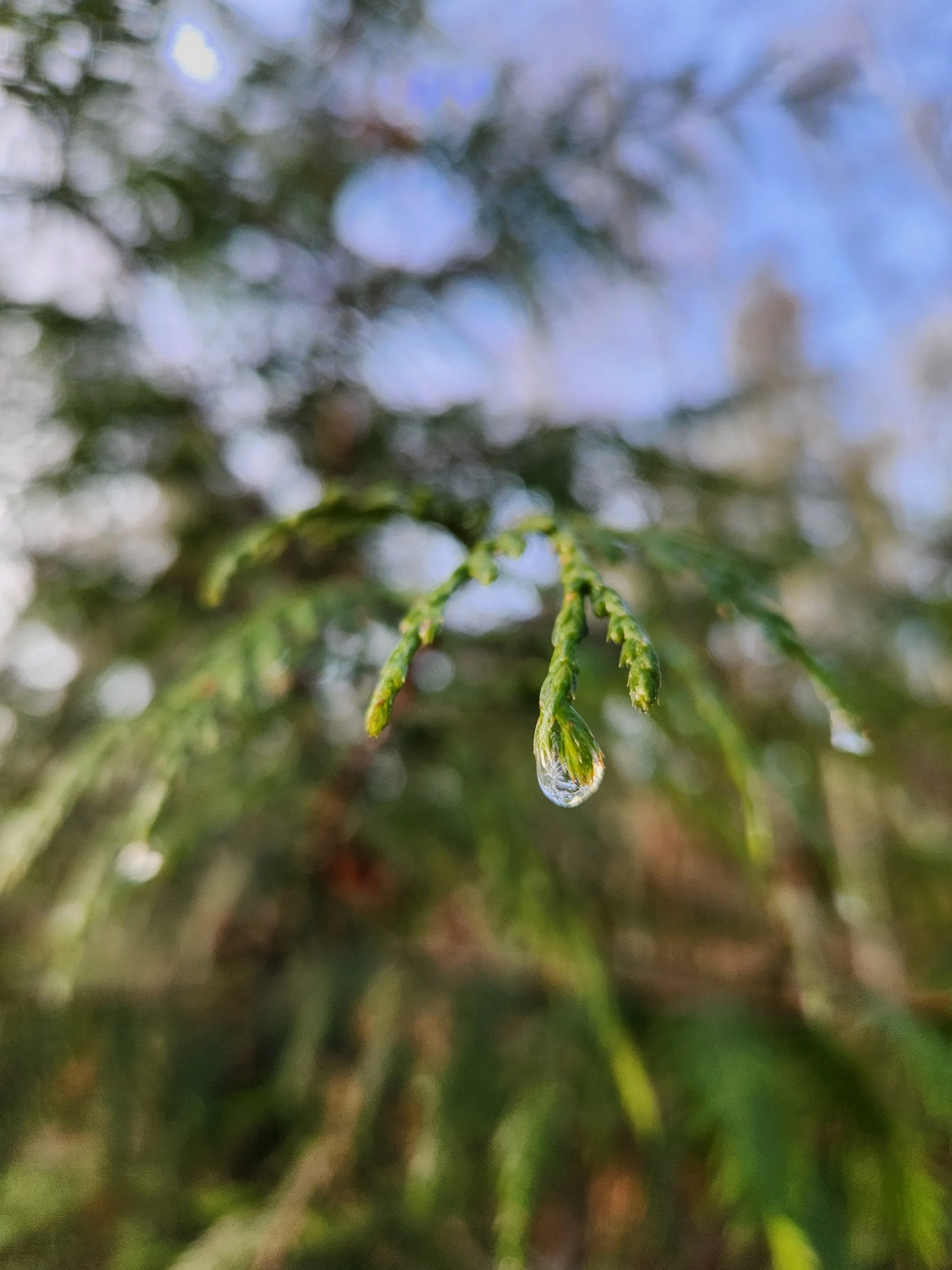 Révolution douce : l’herboristerie aujourd’hui