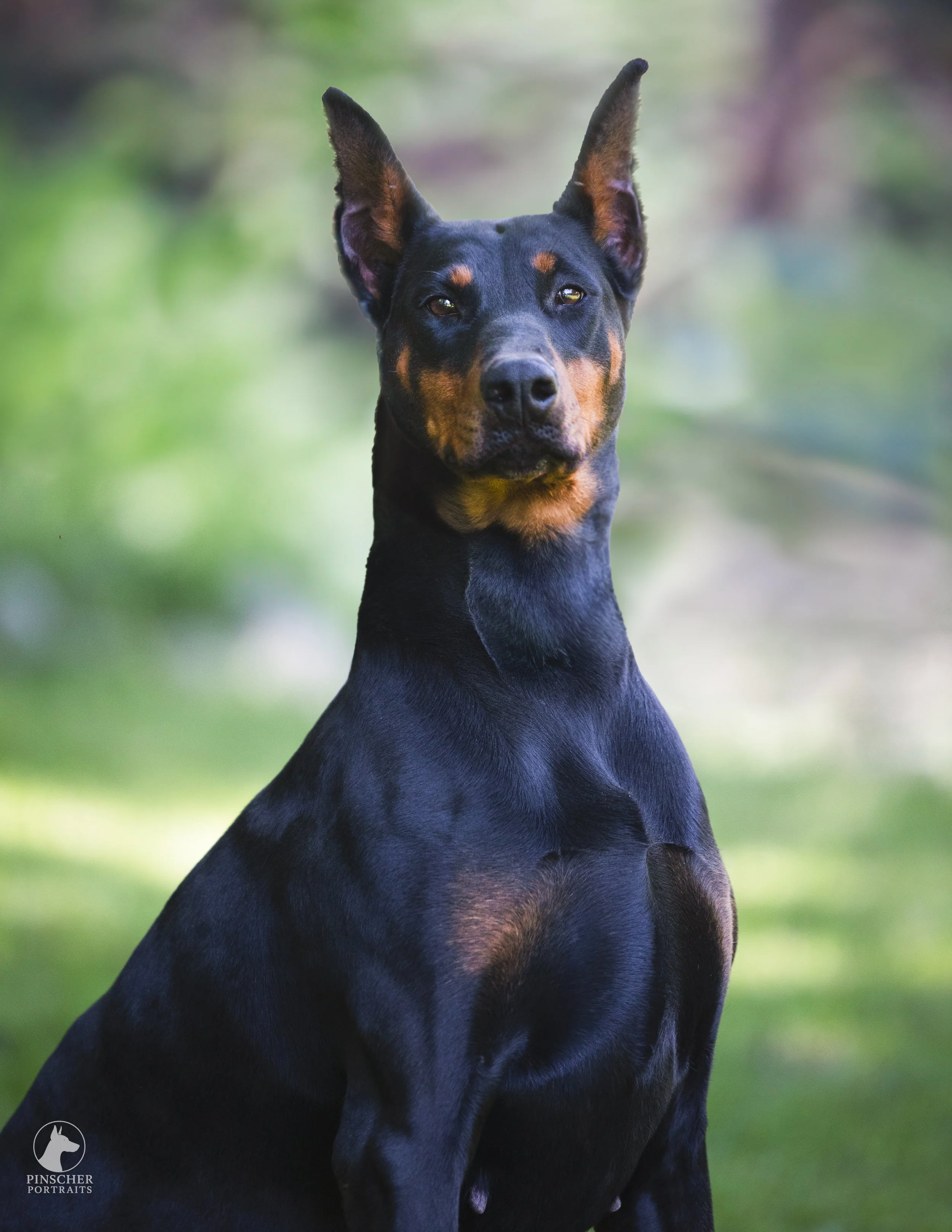 Portrait of Gemma, a black and tan Doberman dog, with a muscular build, sitting outdoors with a blurred green background.