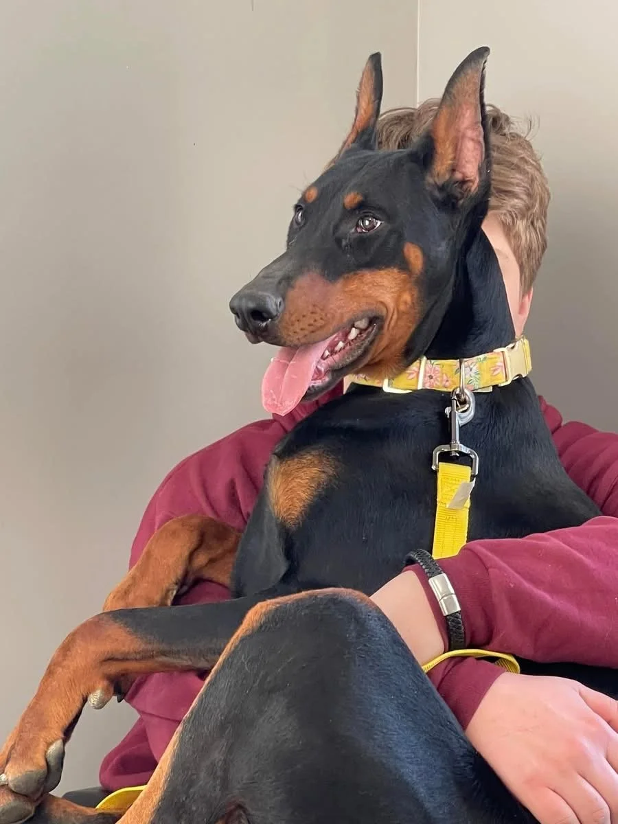 A person in a red hoodie holding Gemma, a Doberman pinscher dog, with a yellow collar and leash, sitting indoors against a plain wall.