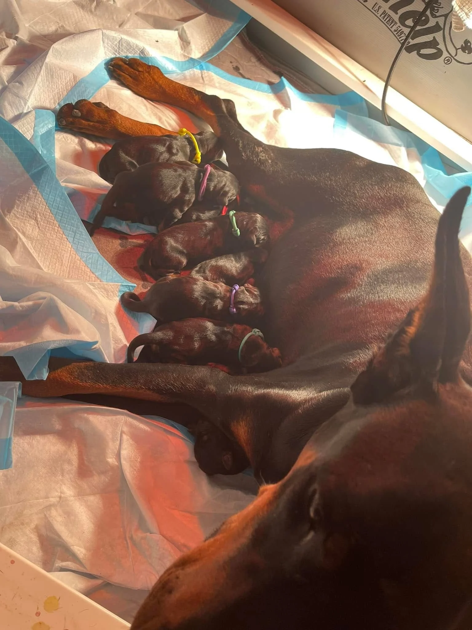 A mother Doberman is nursing her newborn Doberman puppies on a white and blue absorbent pad inside a whelping box. The puppies are small, black, and each has a colored collar, and they are cuddled close to their mother.