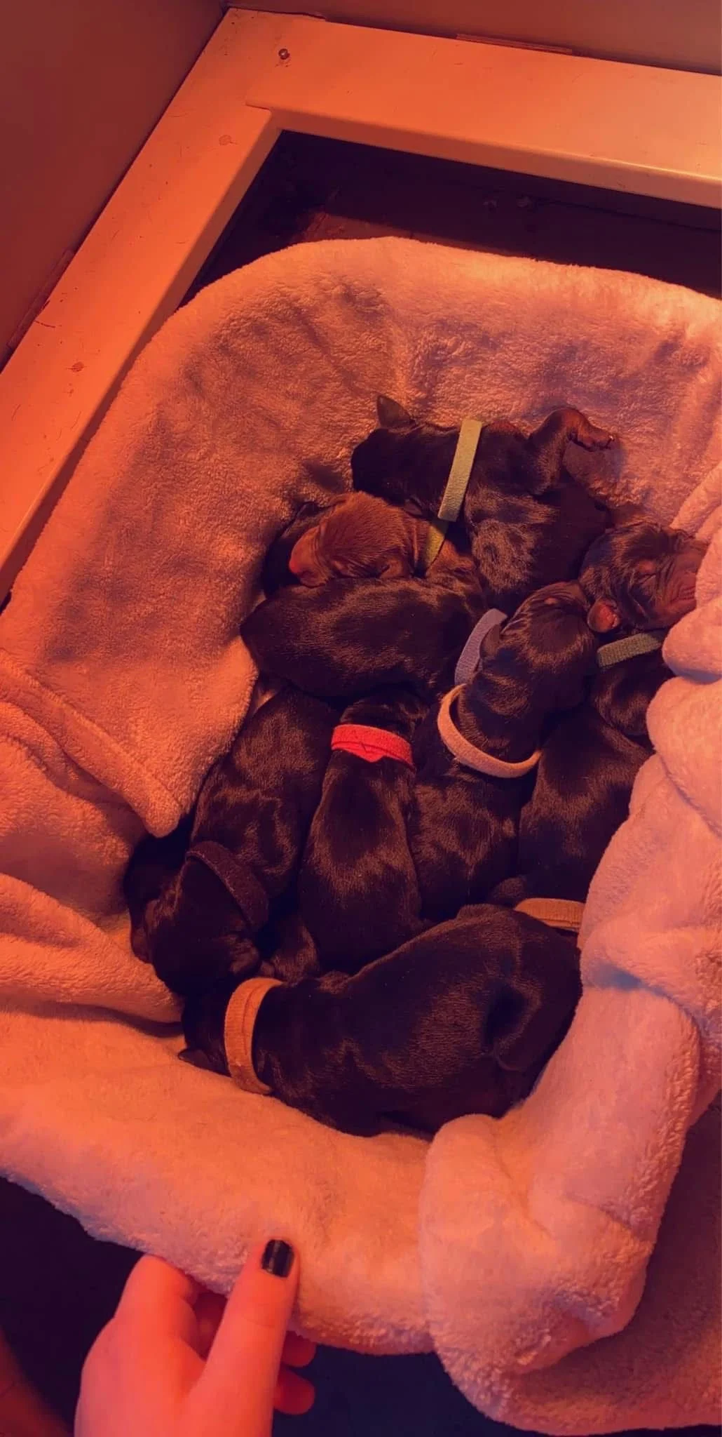 A group of adorable Doberman puppies sleeping together in a plush dog bed.