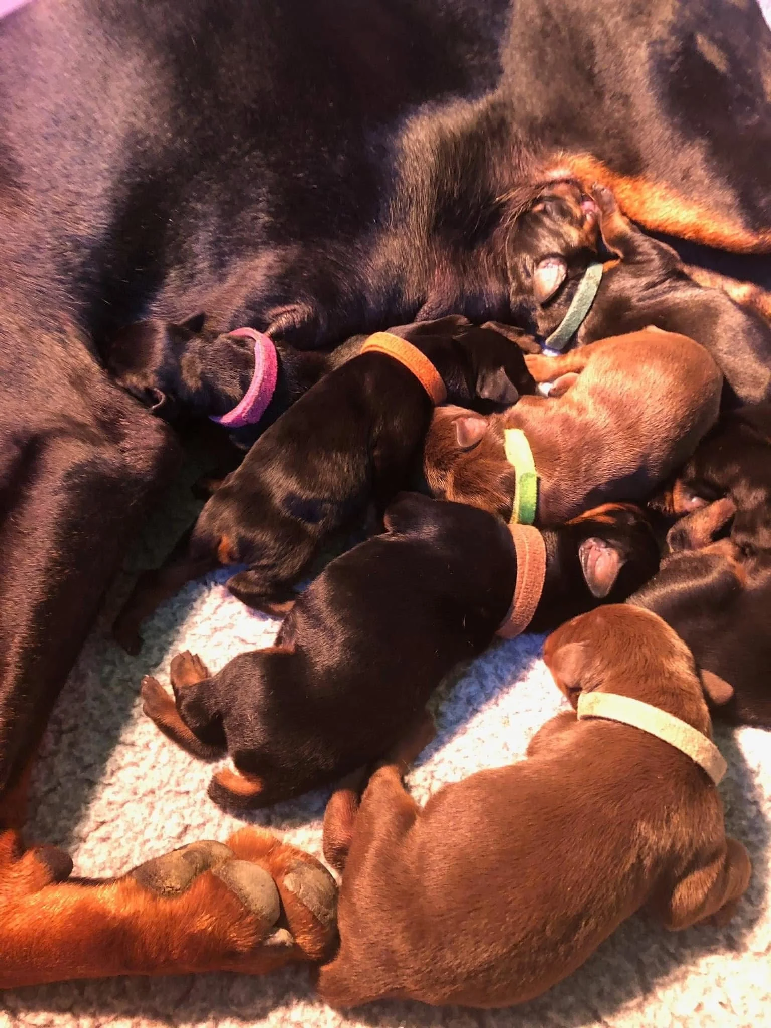 A group of Doberman puppies nursing from their mother doberman on a soft carpet.