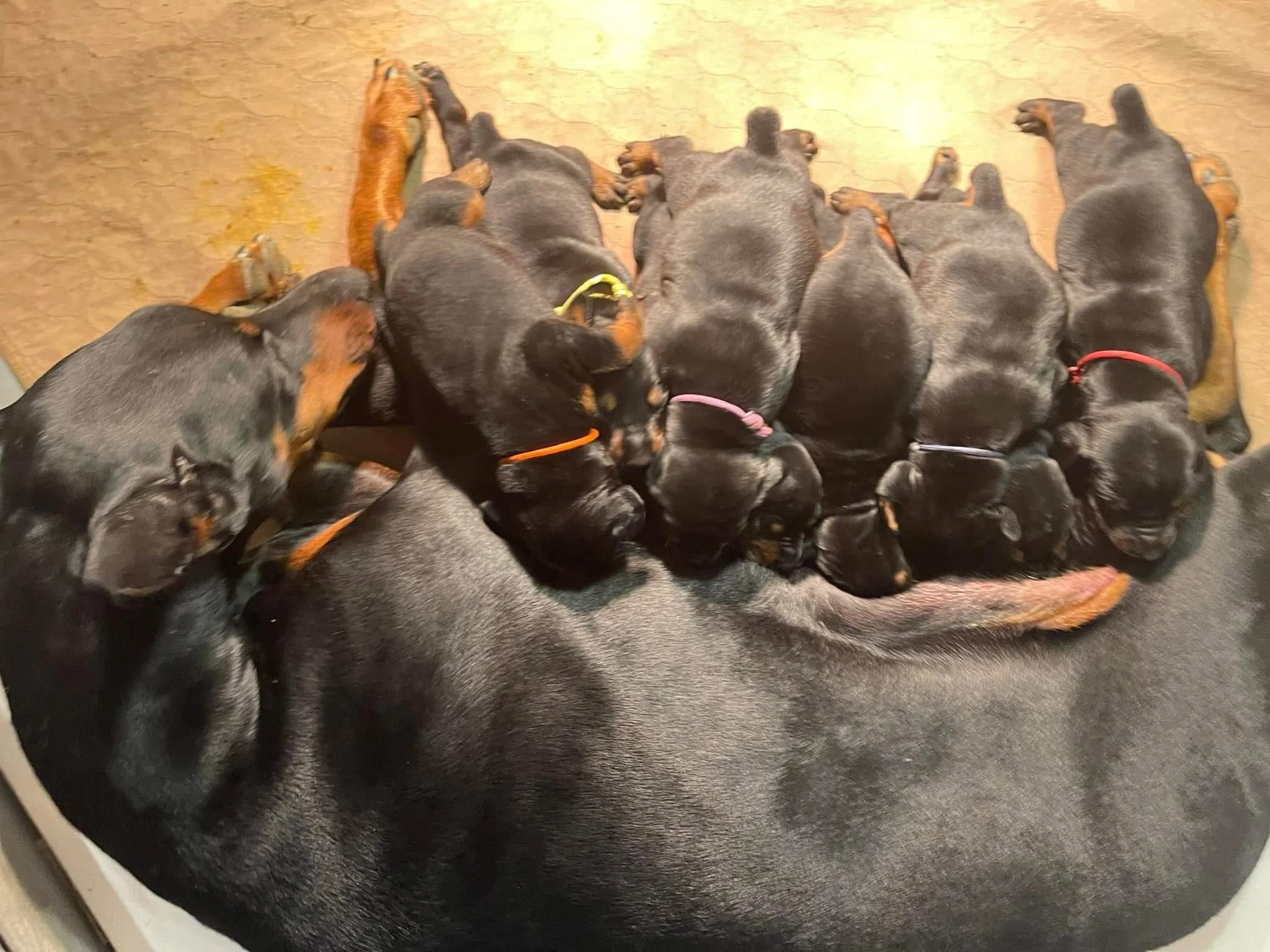 Six black and tan Doberman puppies nursing from their mother dog, lying on a beige floor.