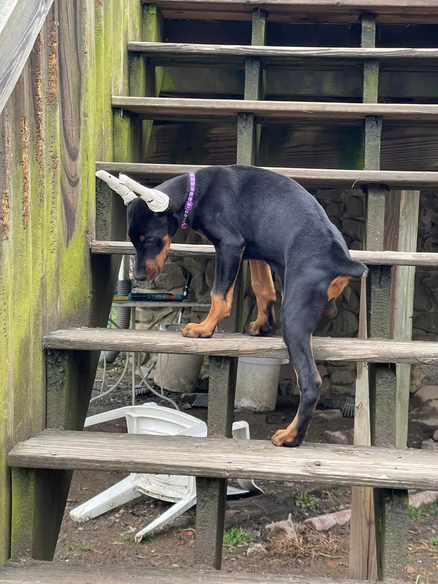 A dog wearing an ear crop cone on its head and a purple collar, standing on a wooden staircase outdoors, looking down.