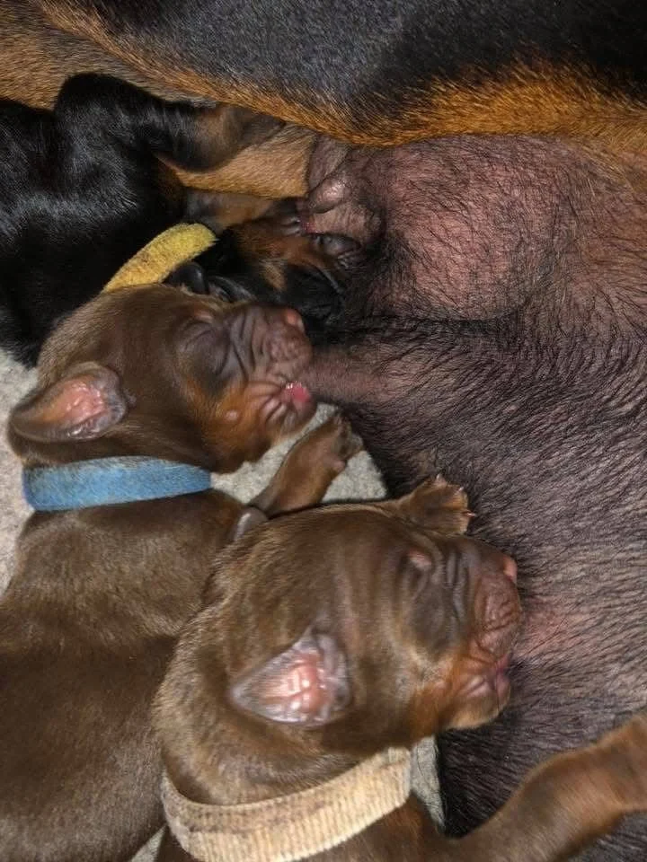 Several newborn Doberman puppies nursing from their mother dog.