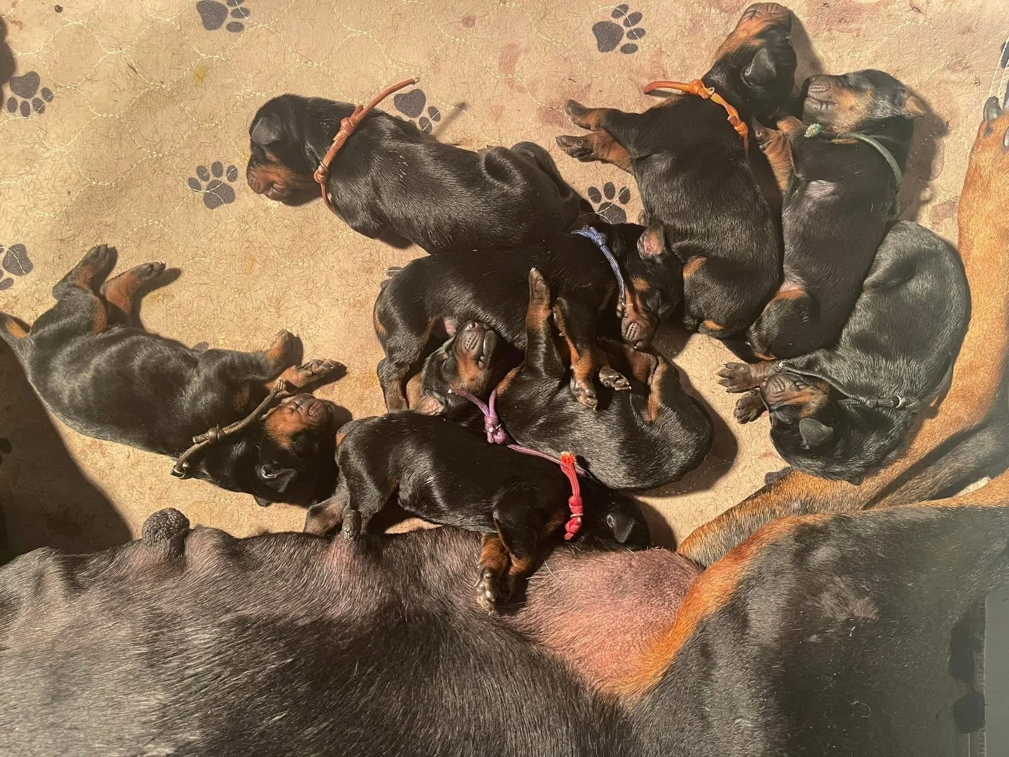 A group of ten small black and tan Doberman puppies, some sleeping and some awake, lying on a brown floor with black paw print patterns, with a large adult doberman partially visible in the foreground.