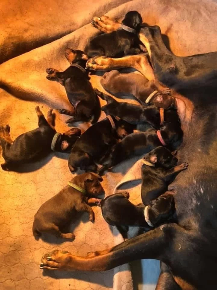 A group of adorable black and rust Doberman puppies nursing from a large adult doberman on a warm, textured floor.