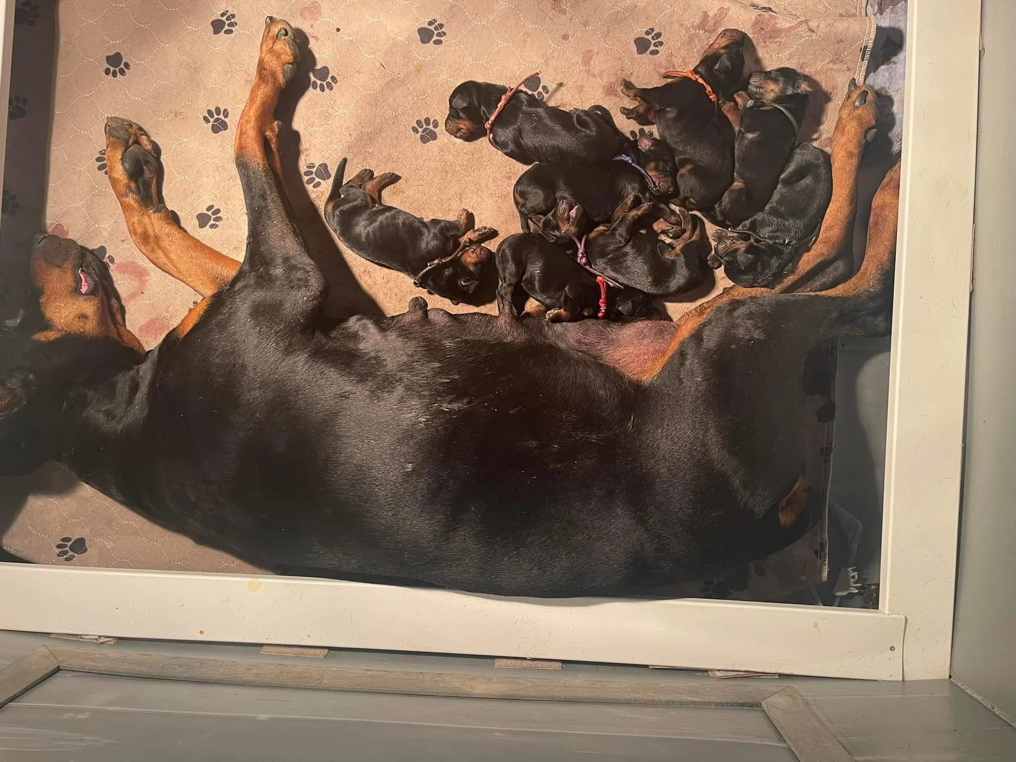 A mother doberman, lying on her side, nursing a litter of black and rust puppies in a cozy area with a patterned floor.