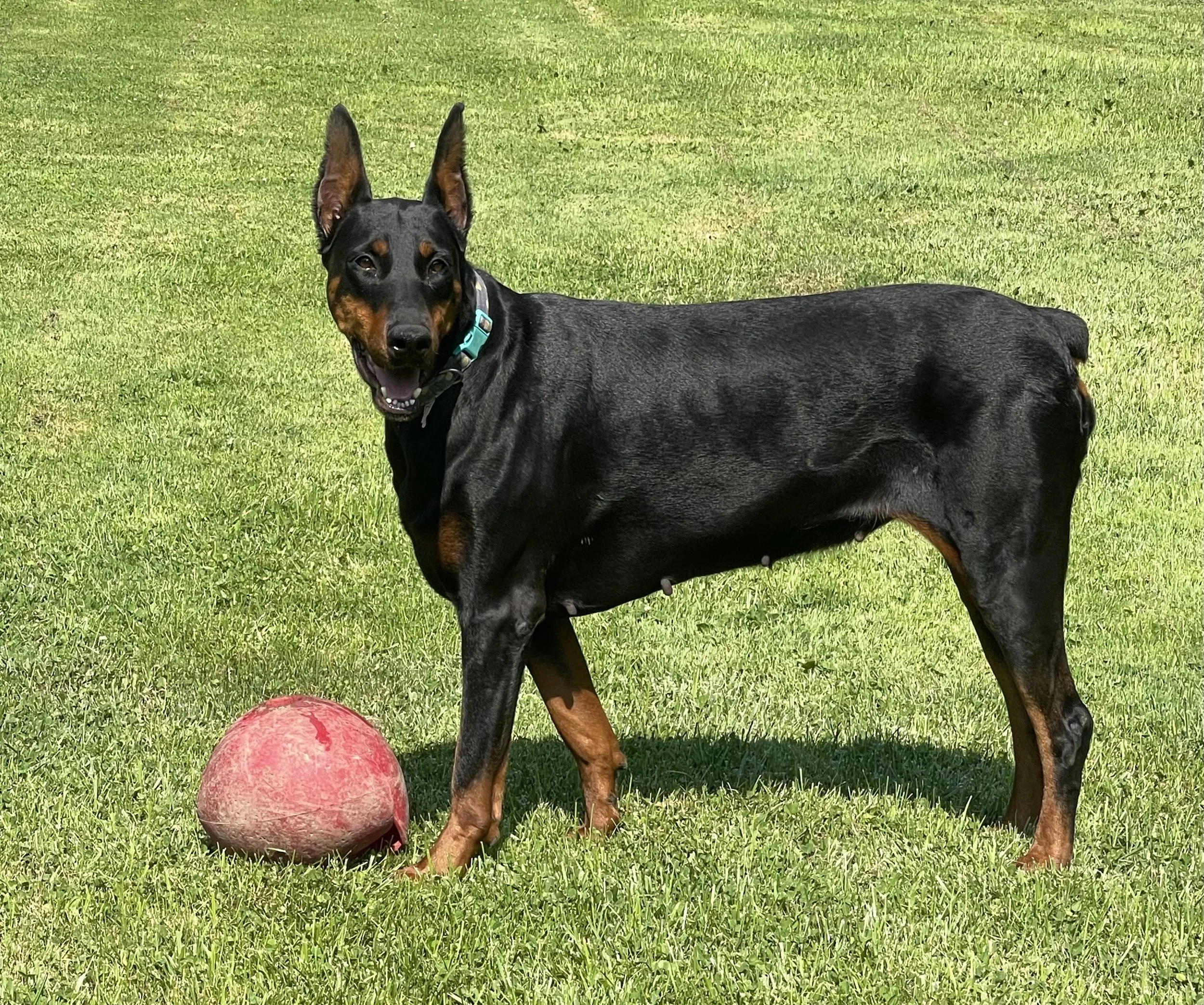 Gemma, a Doberman, standing on green grass next to a red ball,