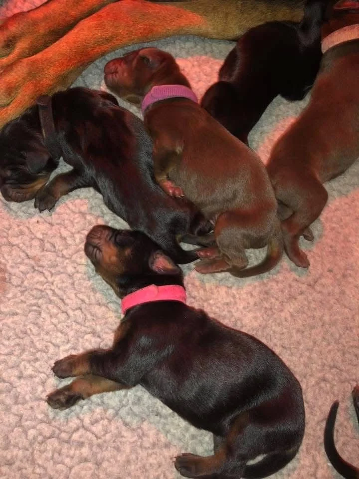 Five Doberman puppies sleeping together on a soft blanket, some with colored collars.