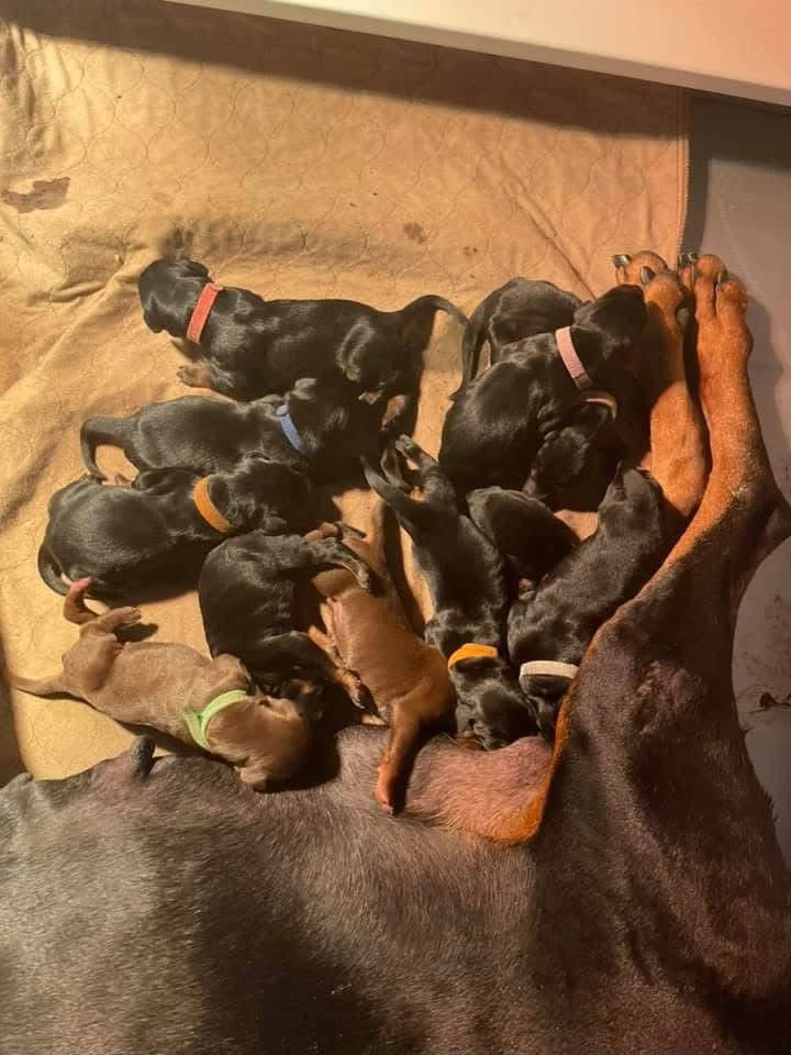 A mother Doberman, lying on her side with several nursing Doberman puppies of various colors and collar tags sleeping and nursing on her and around her.