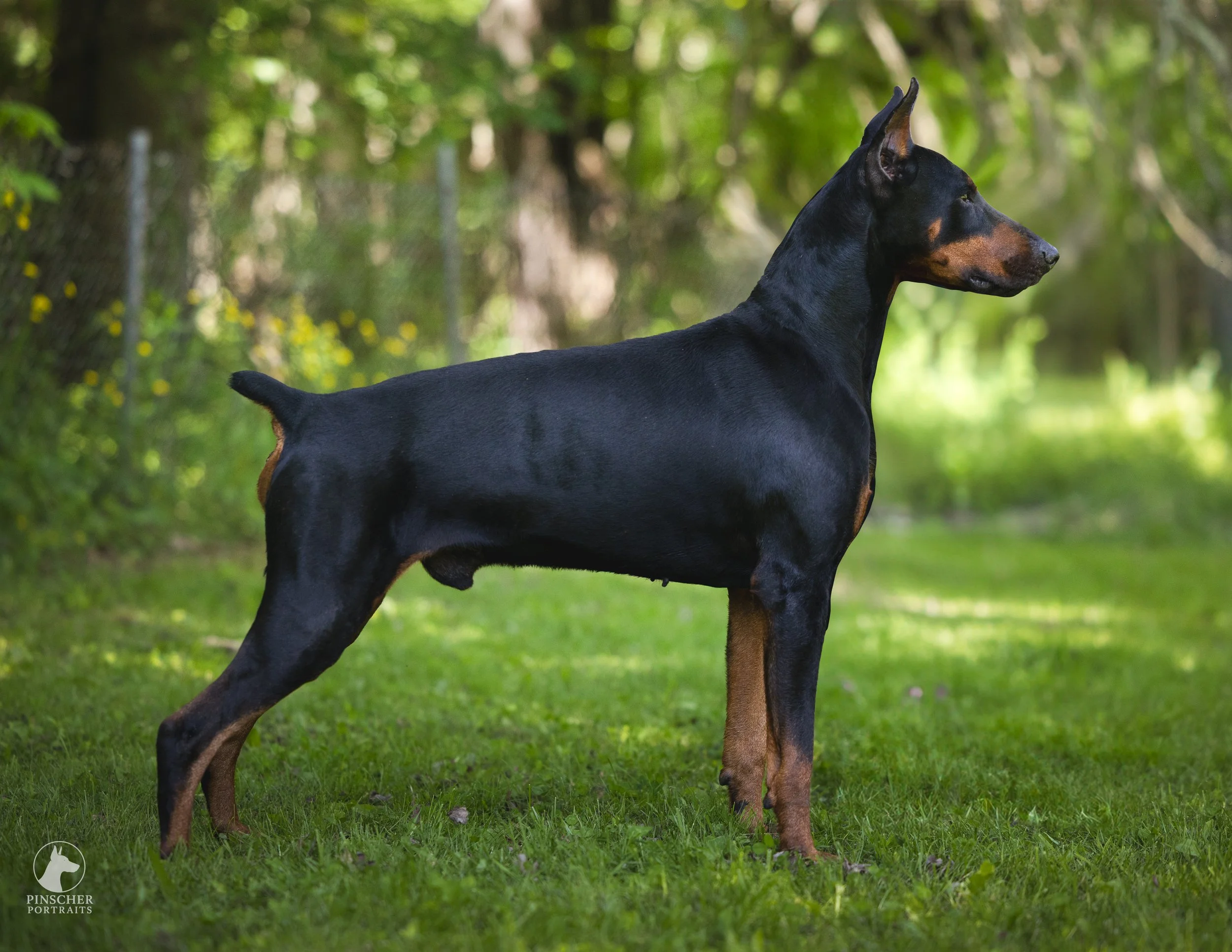 A black and tan Doberman dog standing outdoors on grass, with a background of blurred green trees and foliage.