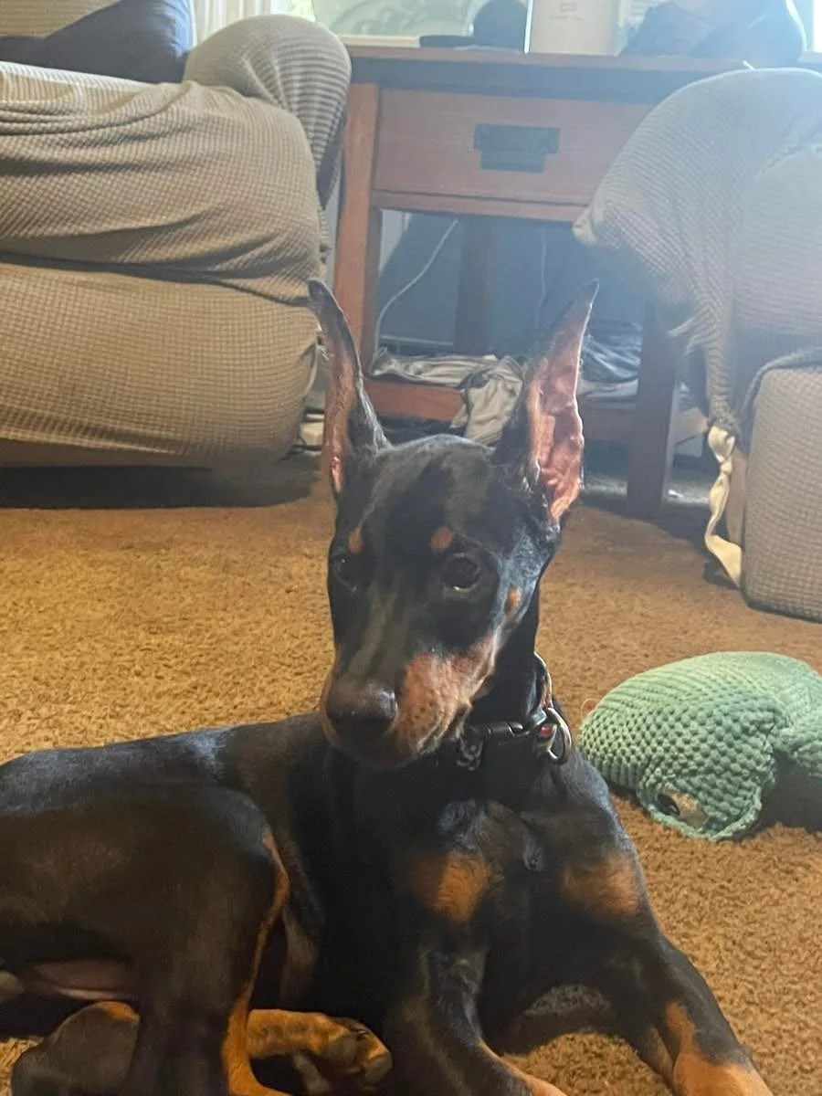 A black and tan Doberman dog lying on a brown carpet in a living room. The dog has large, upright ears and is resting near a green textured toy. In the background, there are beige armchairs and a wooden table with a drawer.