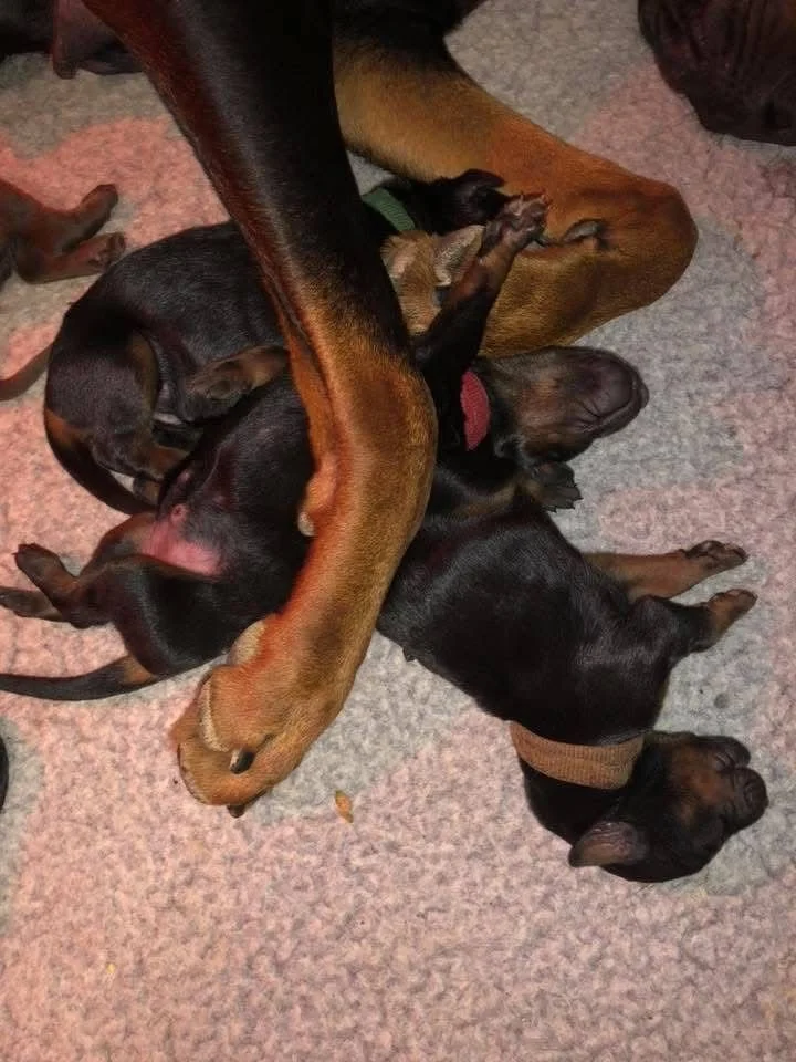 Several black and tan Doberman puppies sleeping on a carpeted floor.