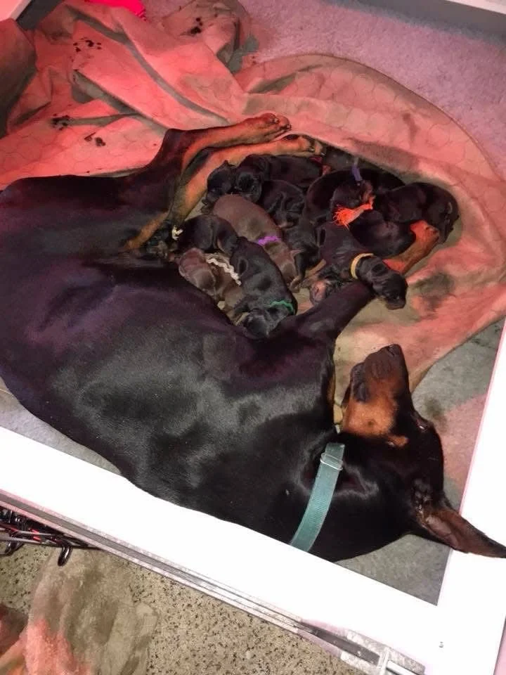 A large black and tan doberman lying on its side, nursing 8 small puppies of various colors and markings, on a blanket inside a crate.