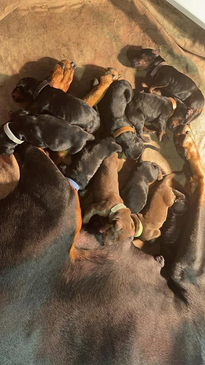 A Doberman mother, lying on a carpeted floor surrounded by multiple tiny puppies that are nursing.
