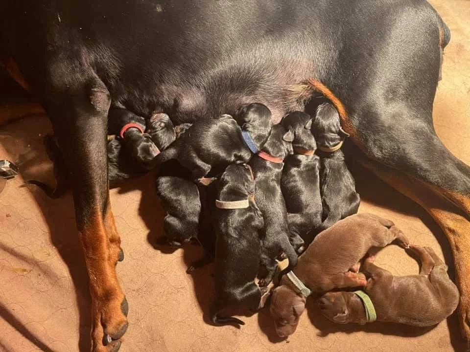 A mother Doberman dog is nursing her litter of newborn puppies on a brown blanket. The Doberman puppies are of various colors, mostly black and brown, with some wearing different colored collars.