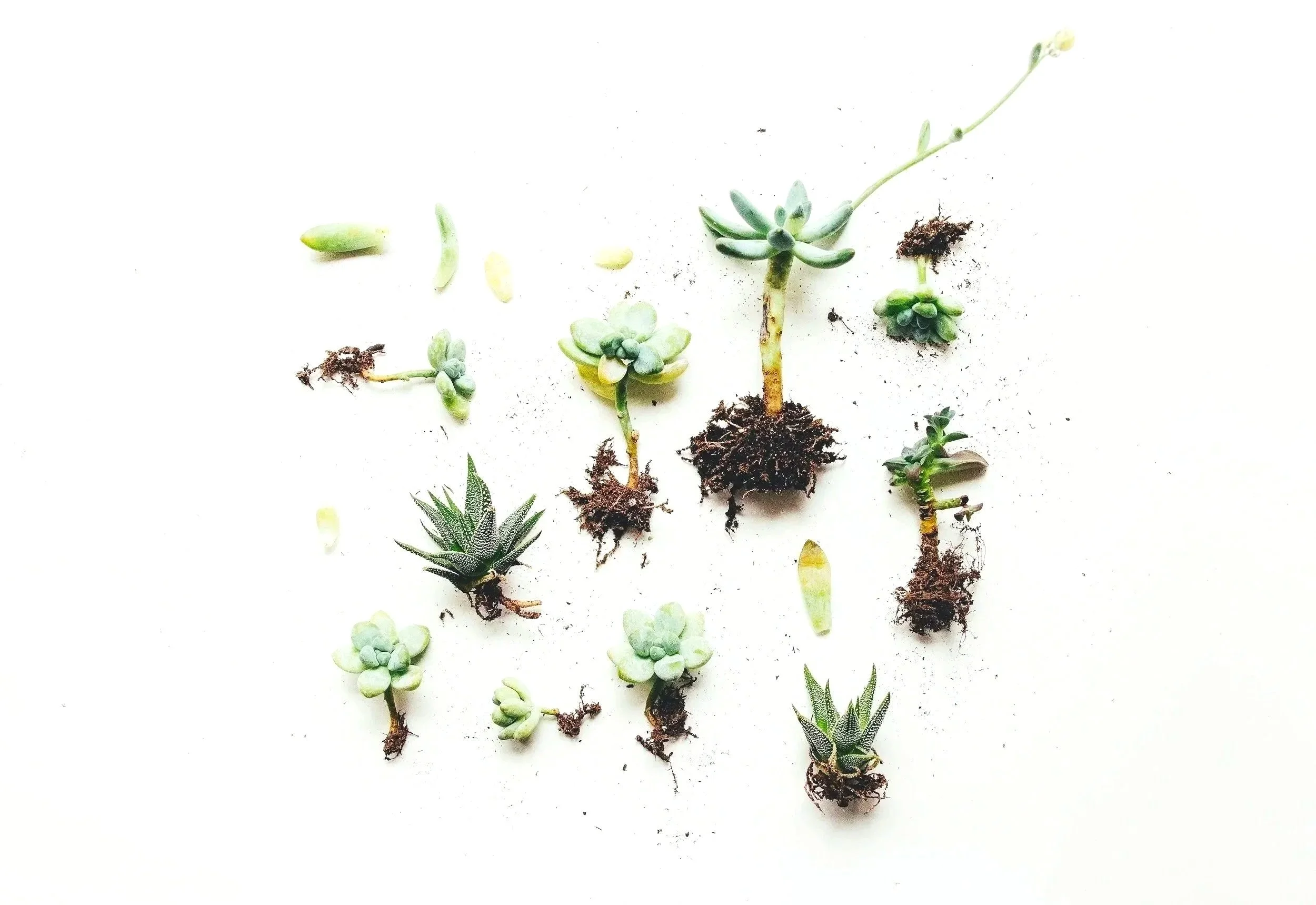 Various succulent plant cuttings with roots and soil on a white background.