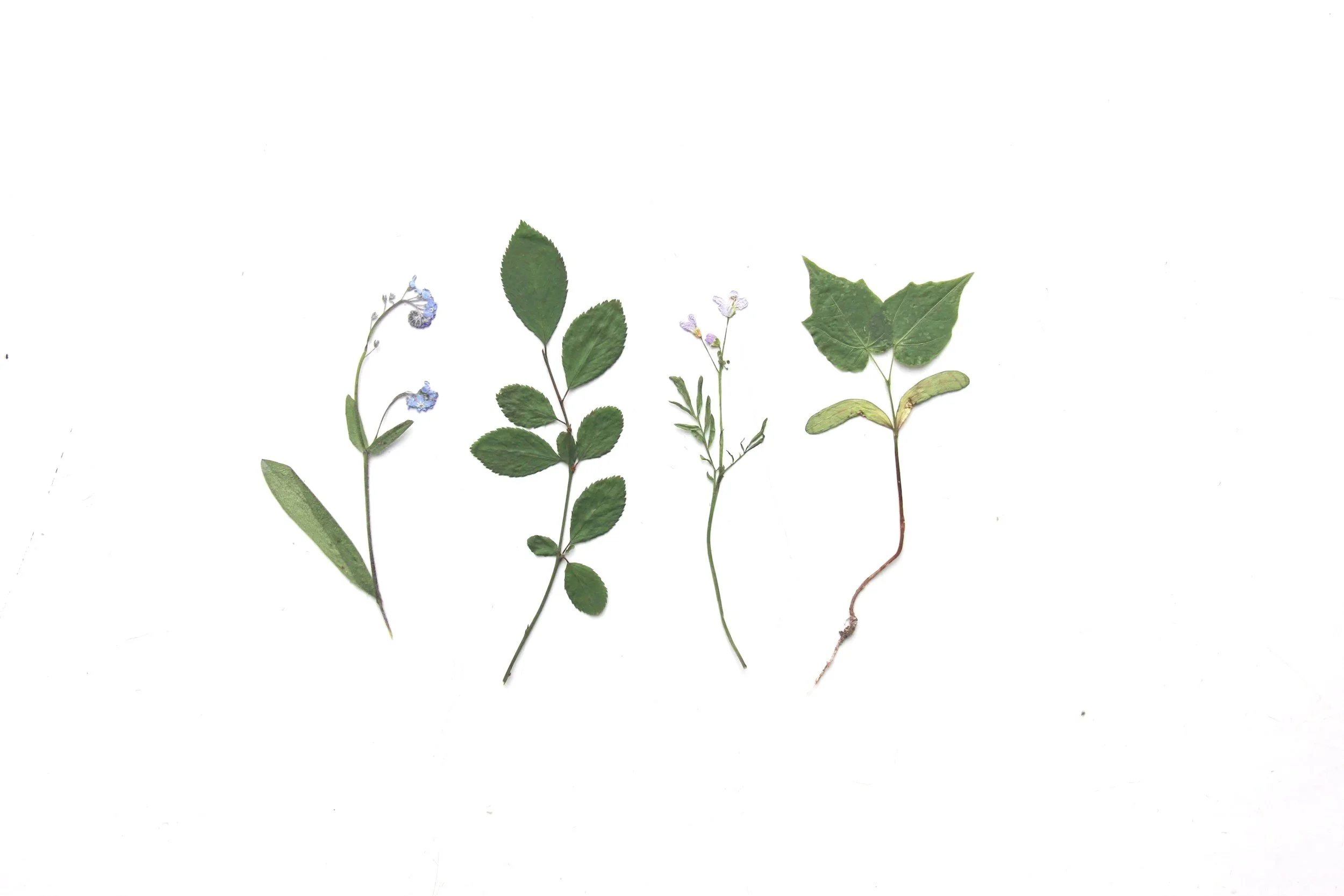 Four different types of pressed herbs or leaves arranged in a row on a white background.