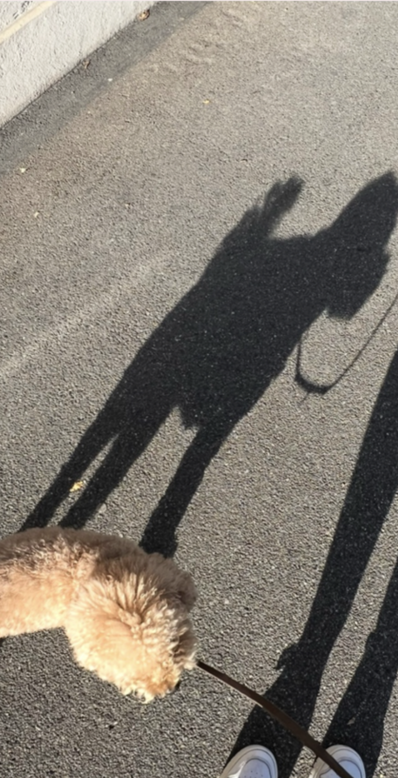 Top-down view of a small poodle on a leash during a calm walk near Lake Zurich, capturing a slow, mindful moment.
