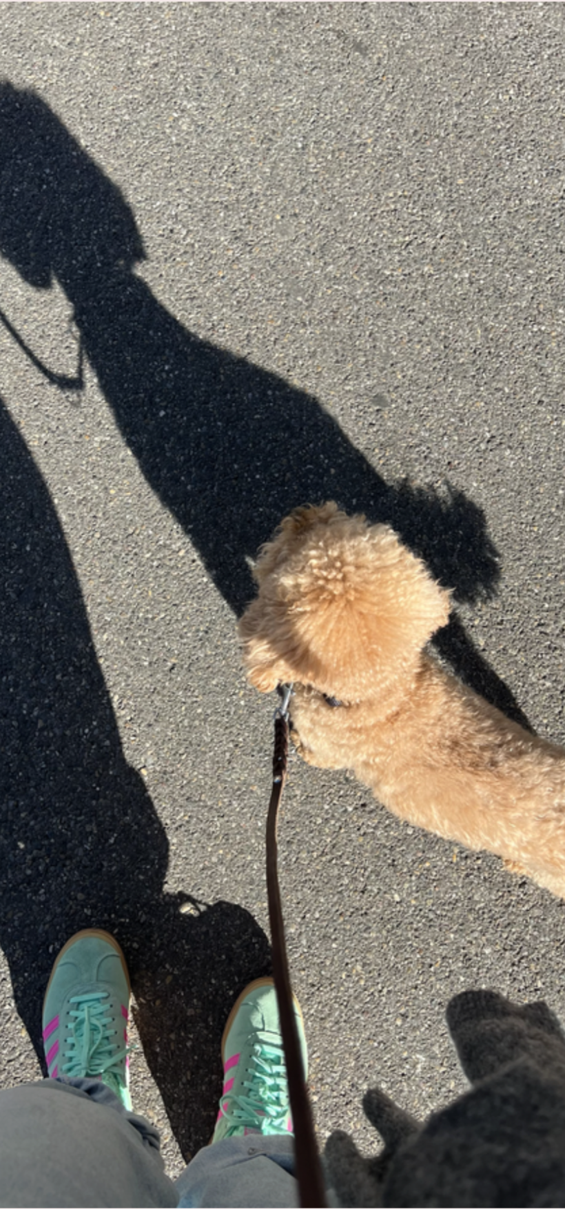 Top-down view of a small poodle on a leash during a calm walk near Lake Zurich, capturing a slow, mindful moment.
