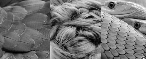 Clay- Fins, Fur, Feathers, and Other Textures in Nature