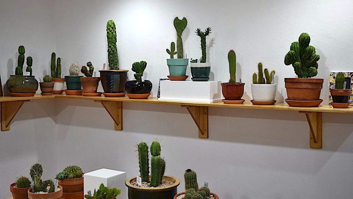 Trice & Phil Faulkner - Cactus. Tawny Costa - Mosaic tile (behind cactus, right).