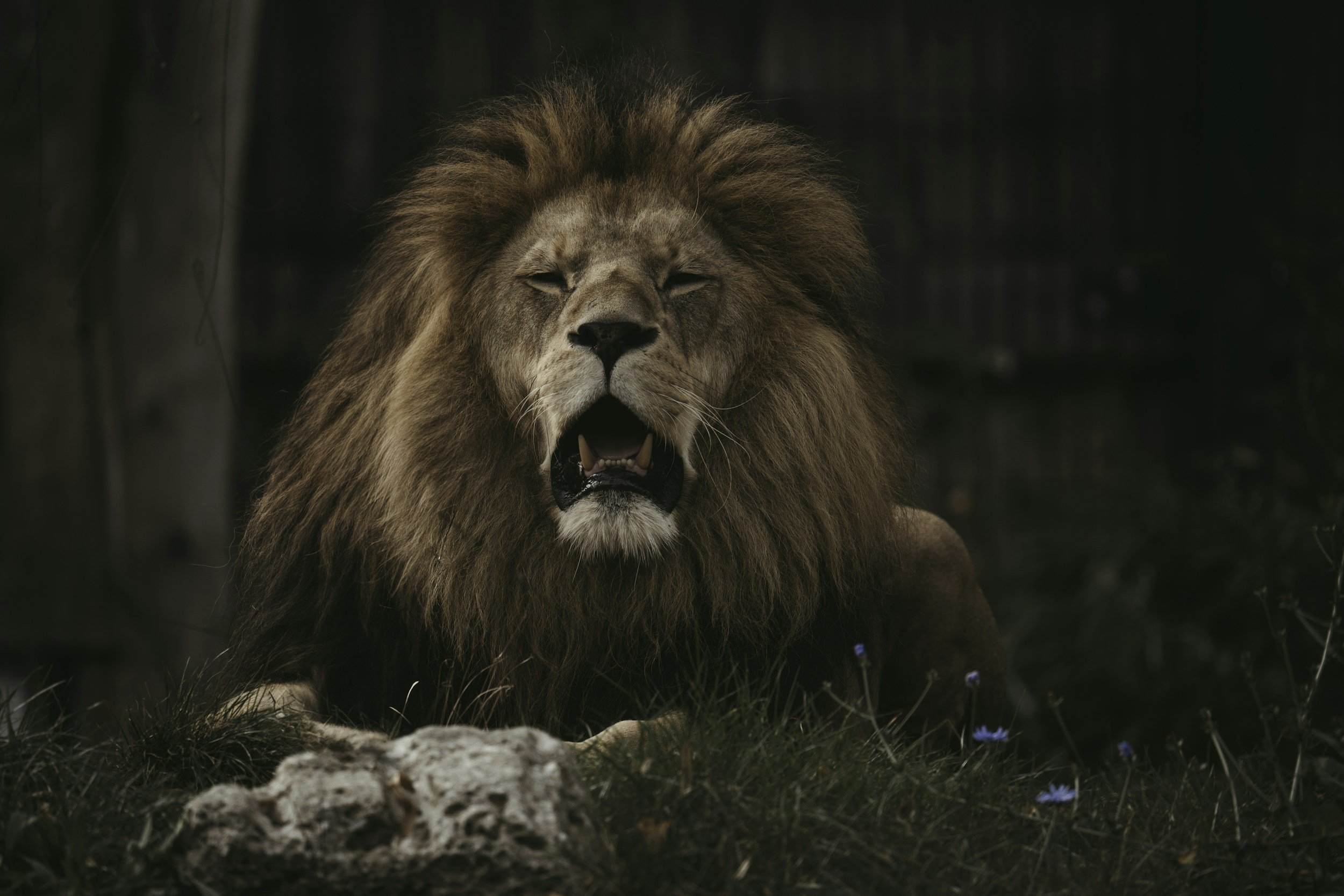 LION AND LAMB