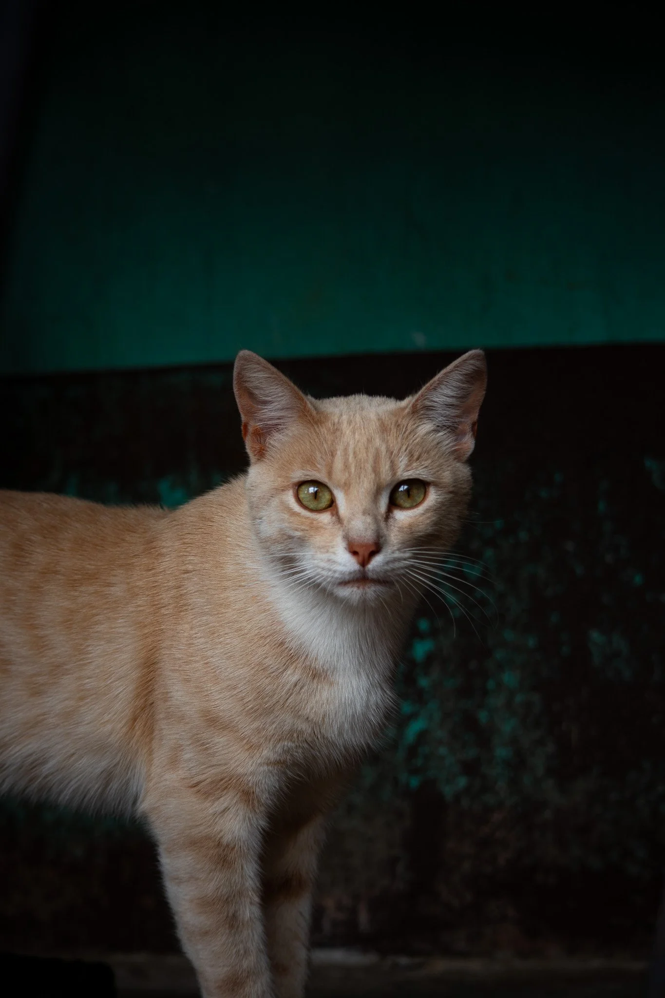 A light brown cat with green eyes looking directly at the camera against a dark background.