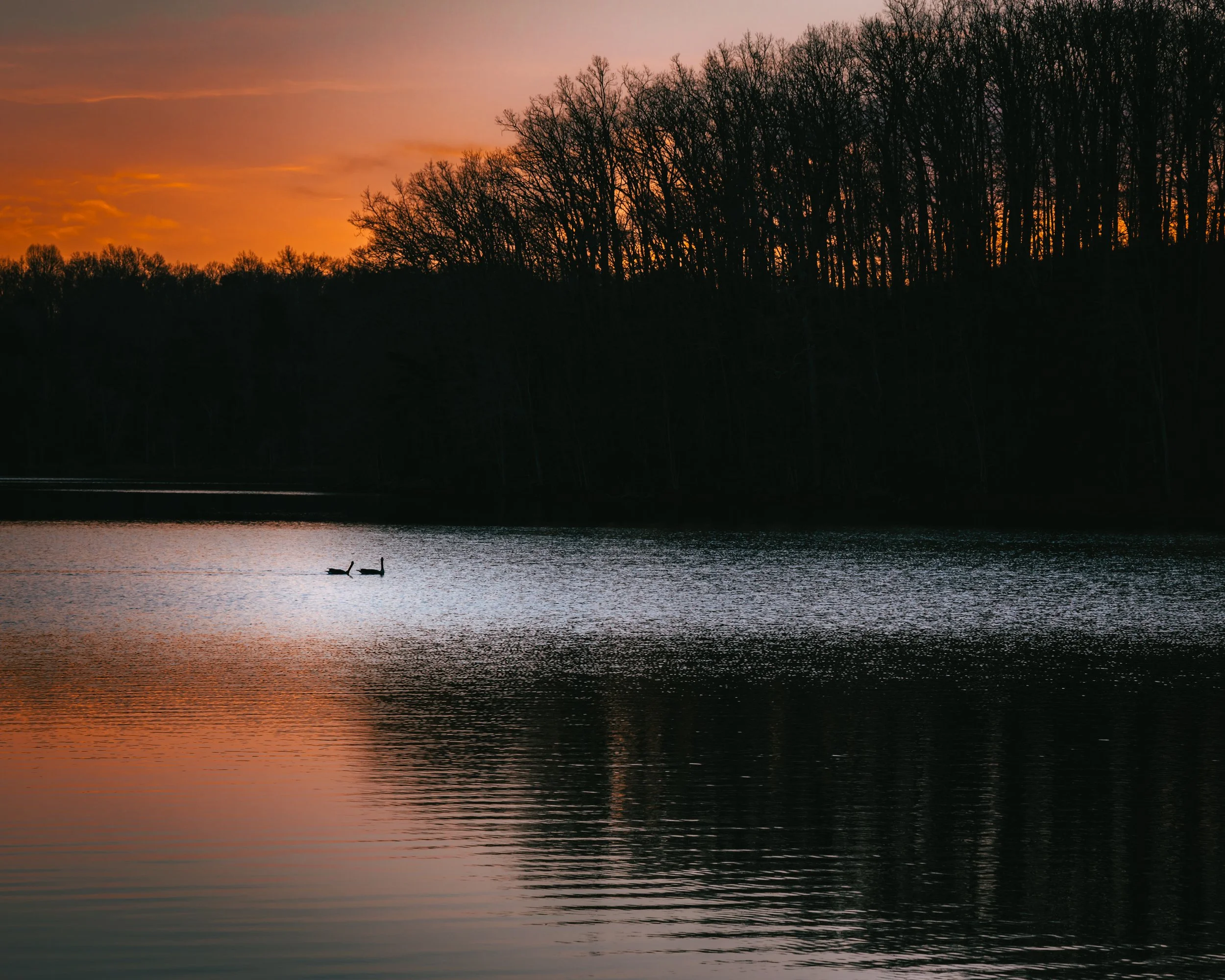 A peaceful lake at sunset with orange and pink sky, silhouetted trees along the shoreline, and two ducks swimming on the water.