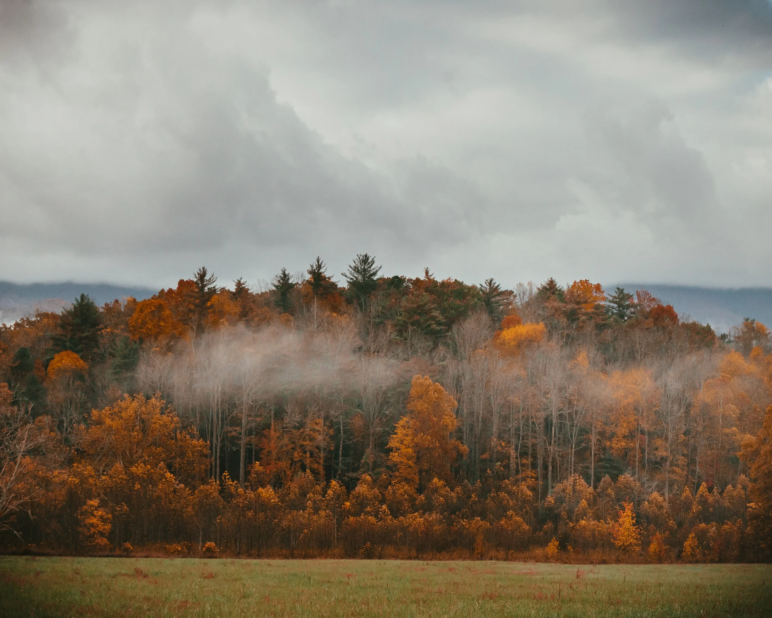 A landscape of a forest with autumn-colored trees on a cloudy day, with mist hanging over the trees and a grassy field in the foreground.