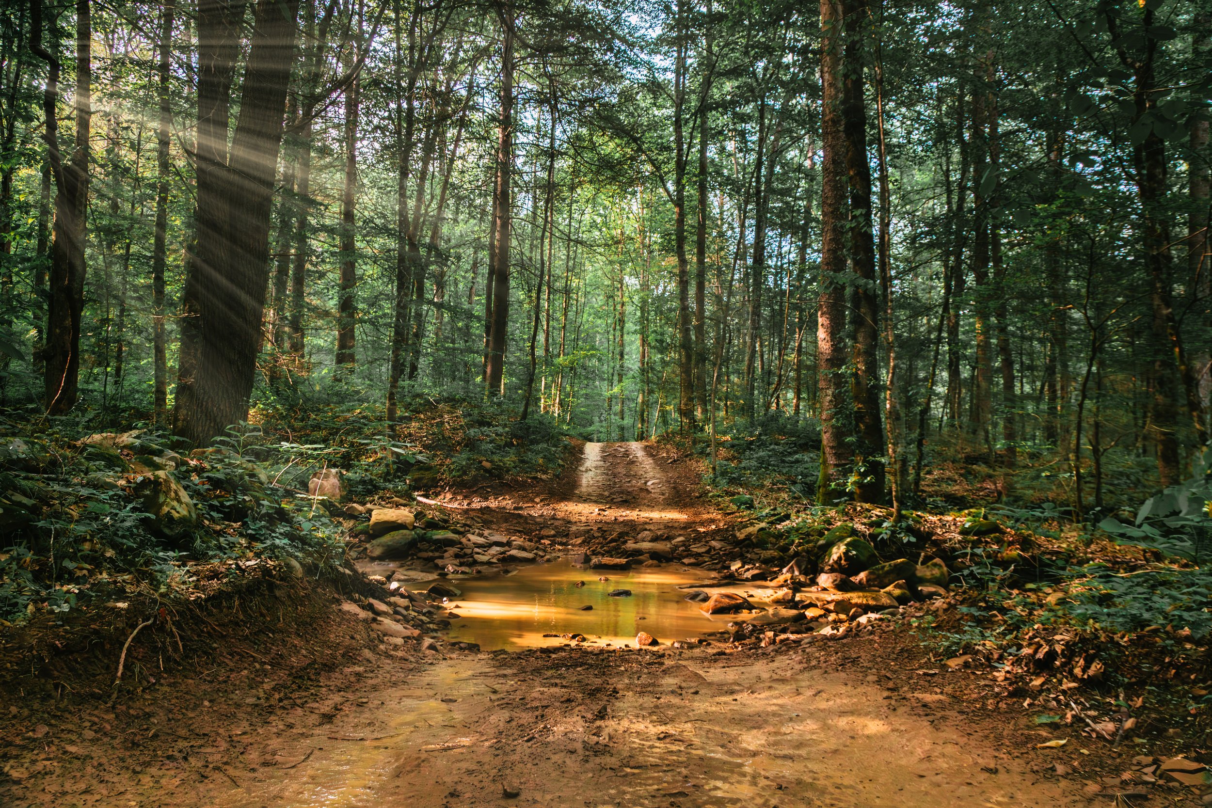 A wooded forest with tall trees and green foliage, sunlight filtering through, a dirt path crossing a small stream.
