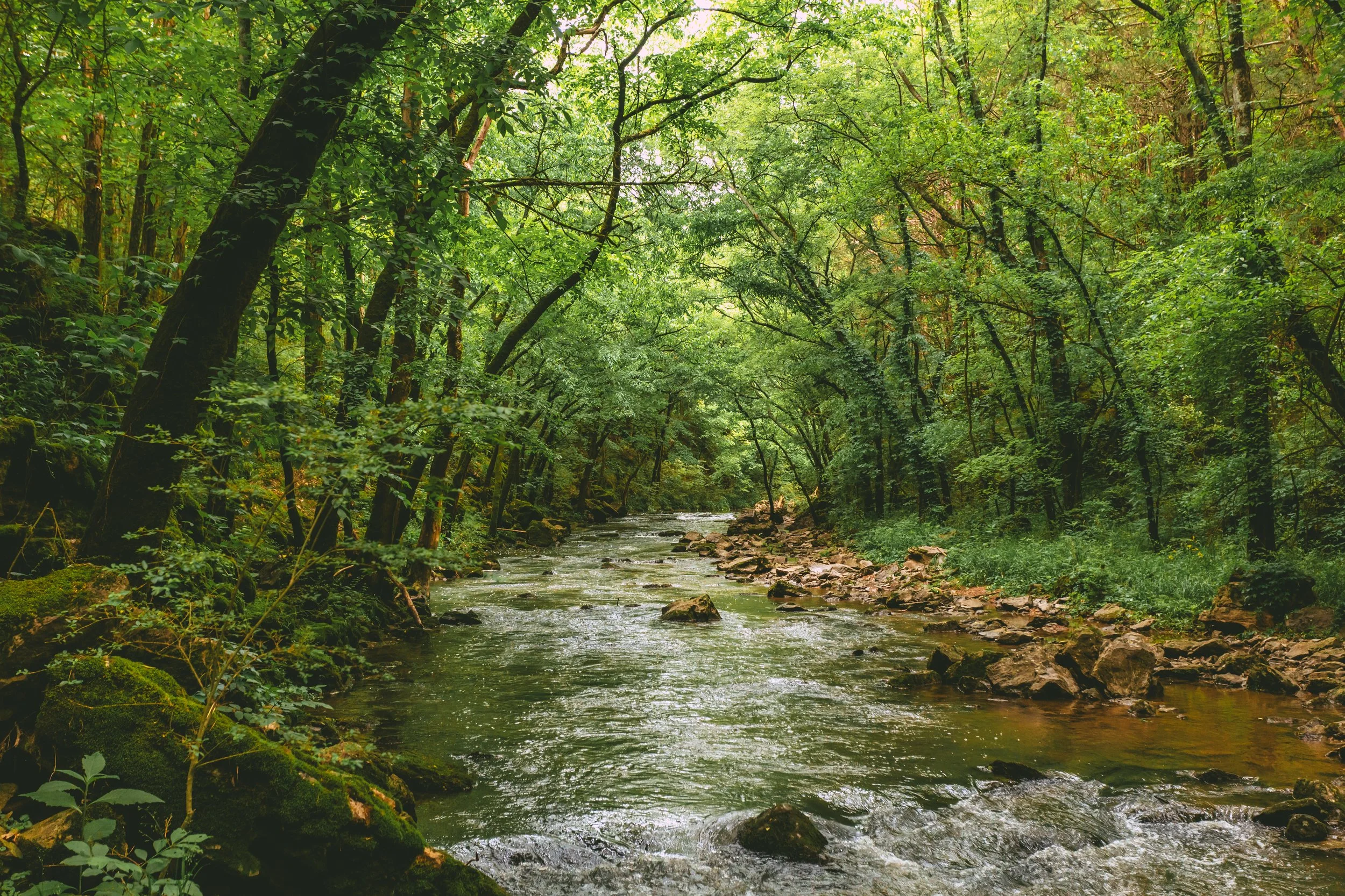 A stream flowing through a lush green forest with dense foliage