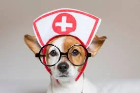 Local Emergency Veterinarian Hospitals &amp; Urgent Care 