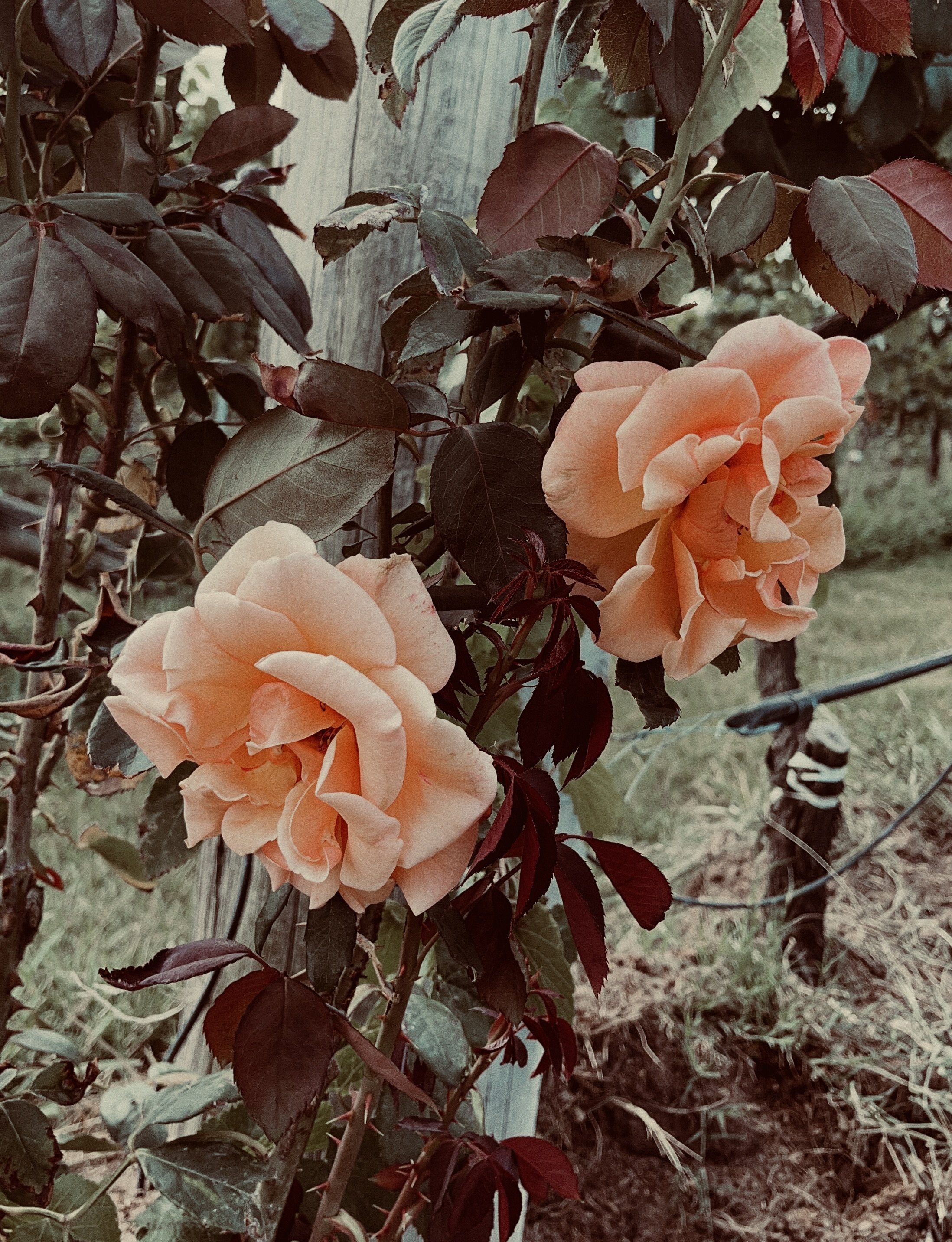 How to Rebuild Your Health Without Sacrificing Life