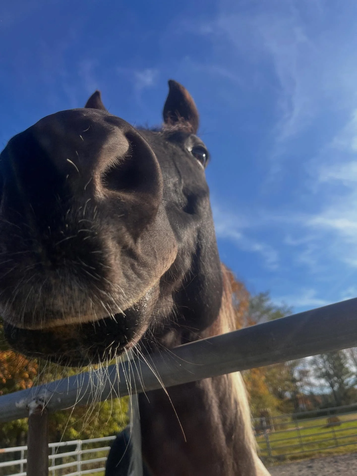 Our new boy Magic ✨✨