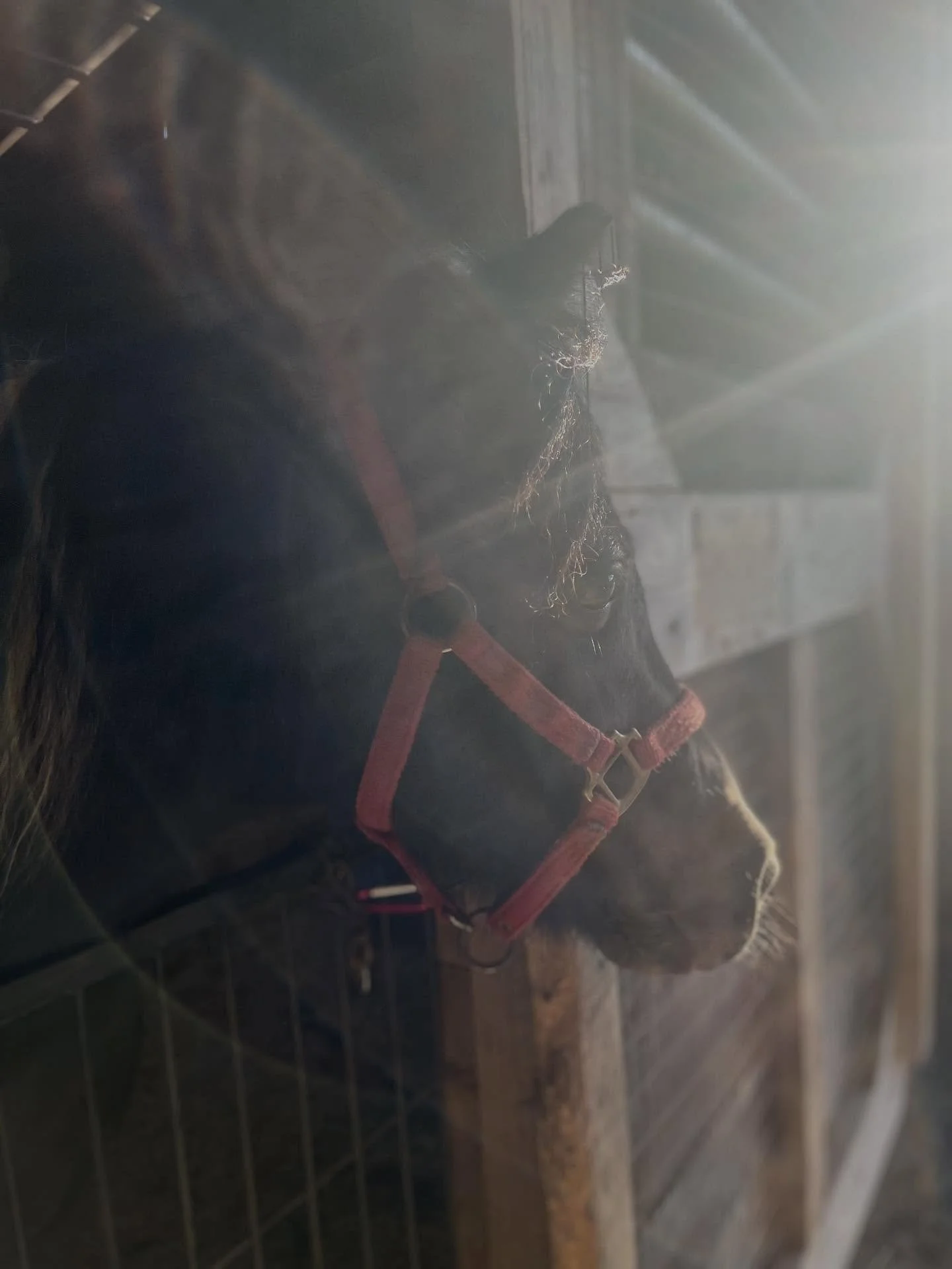 Today was too wet so we spent some time with @mossyrocklandscaping pony proofing and customizing Mae&rsquo;s new stall. We realized pretty quickly that a simple stall guard would not hold in her personality. We wanted her to still be able to look out