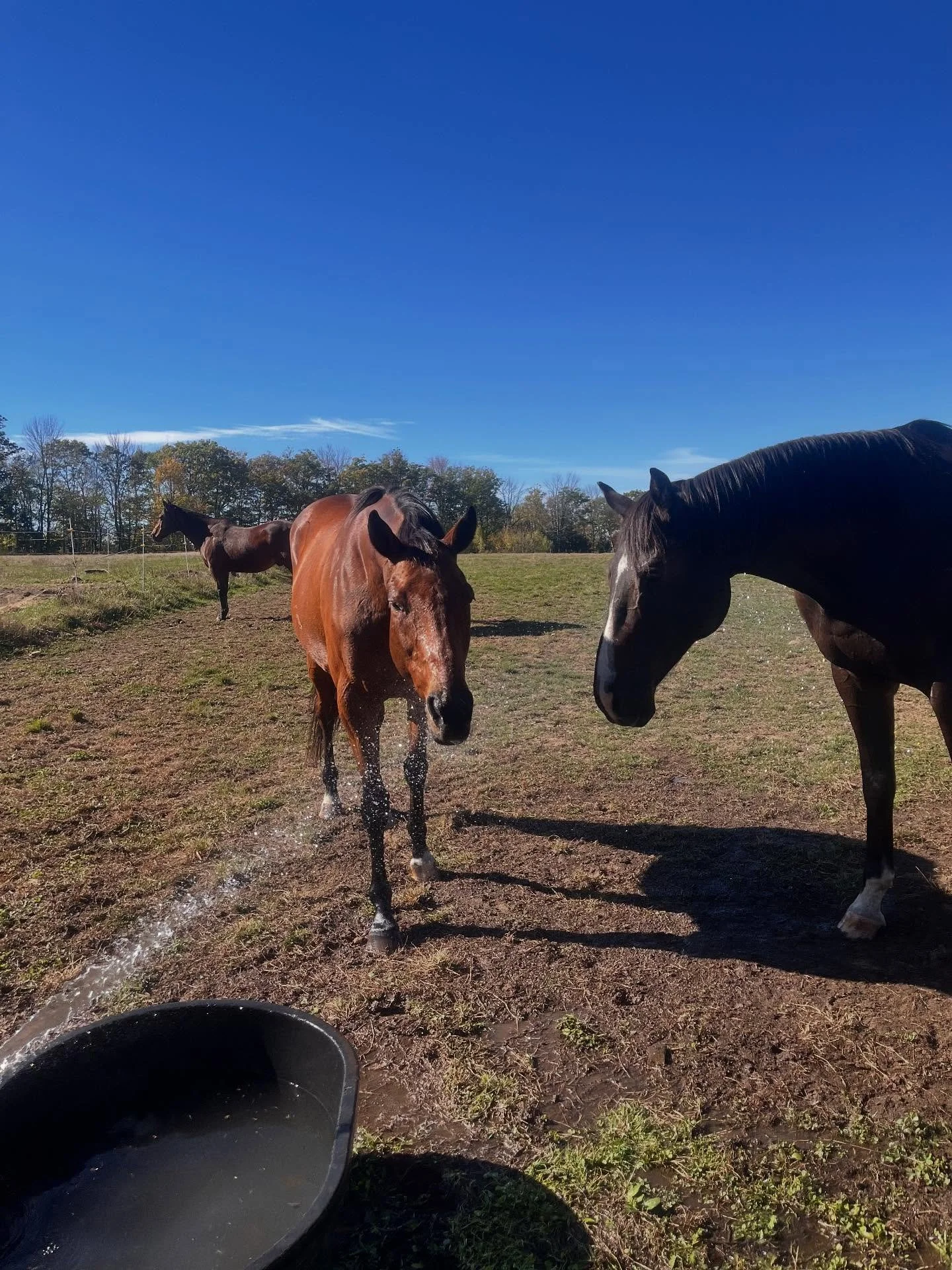 Our newest herd member, Royal, fits right in! It has only been a few days, but the boys were quick to accept him. Today we decided it was time to put him in with the boys. He even got the older geldings to play. We are happy to have him here! 

#herd