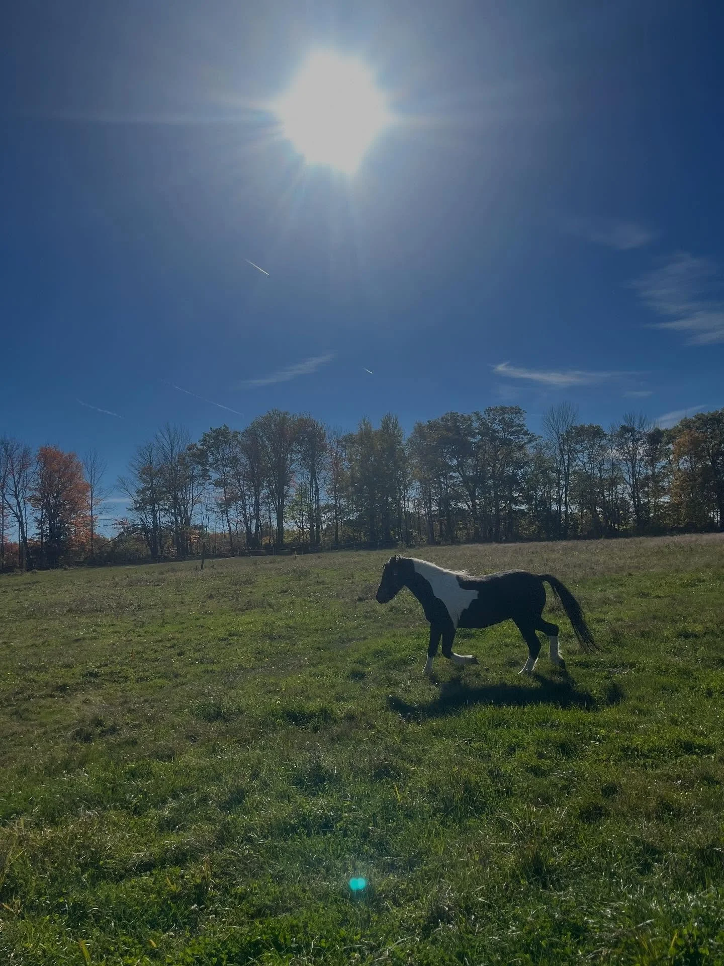 It&rsquo;s a good day to have a good day! 

Featuring Mae and Magic enjoying their daily dose of pasture time. We are currently keeping these guys in a dry lot while we slowly increase the amount of time on grass.