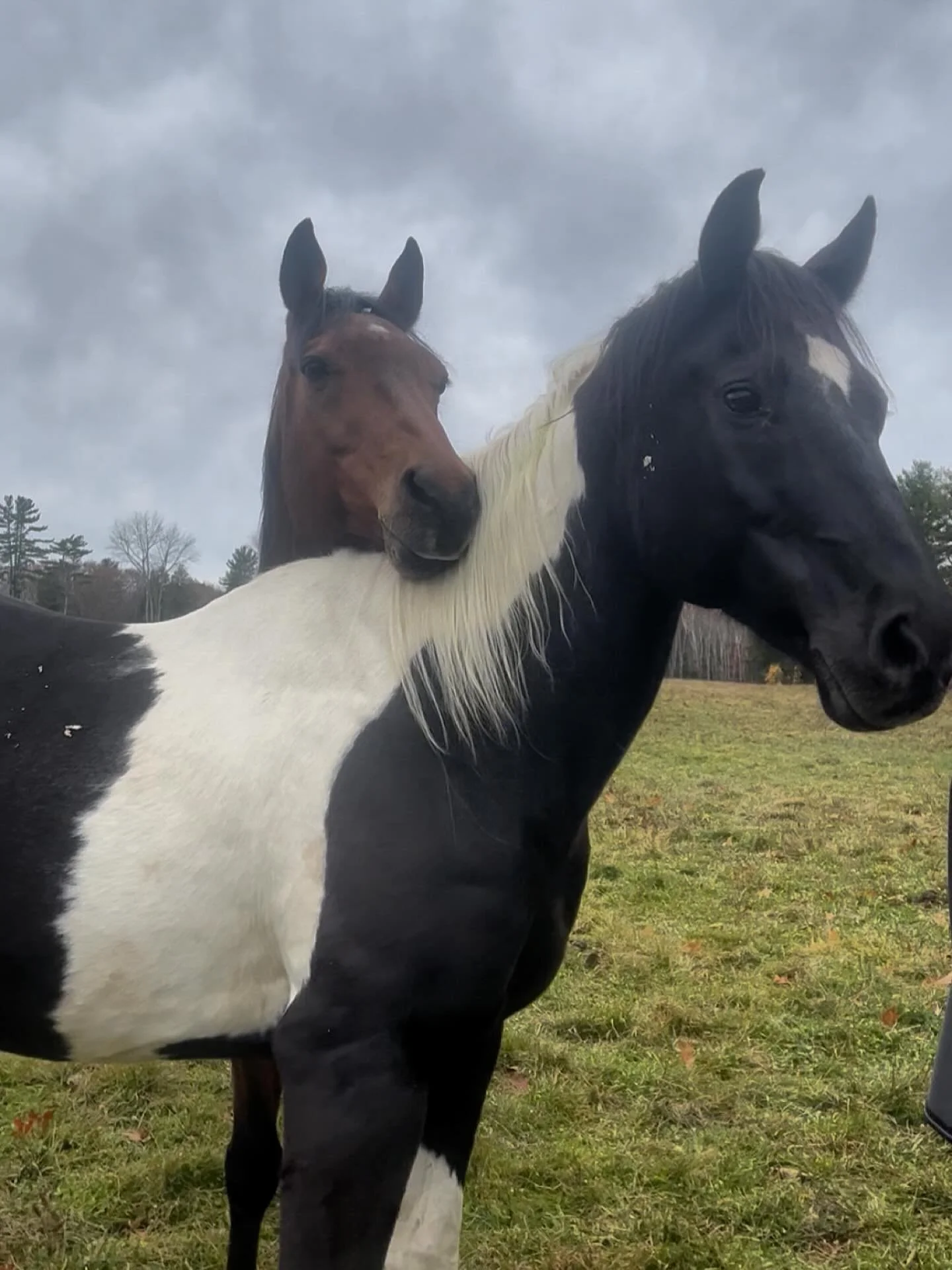 Successful integration of Magic into our herd of geldings. This is him and his neighbor, Clifford. They are happy to finally be together. I love having the bars between stalls. The horses feel more comfortable being able to see their friends while th