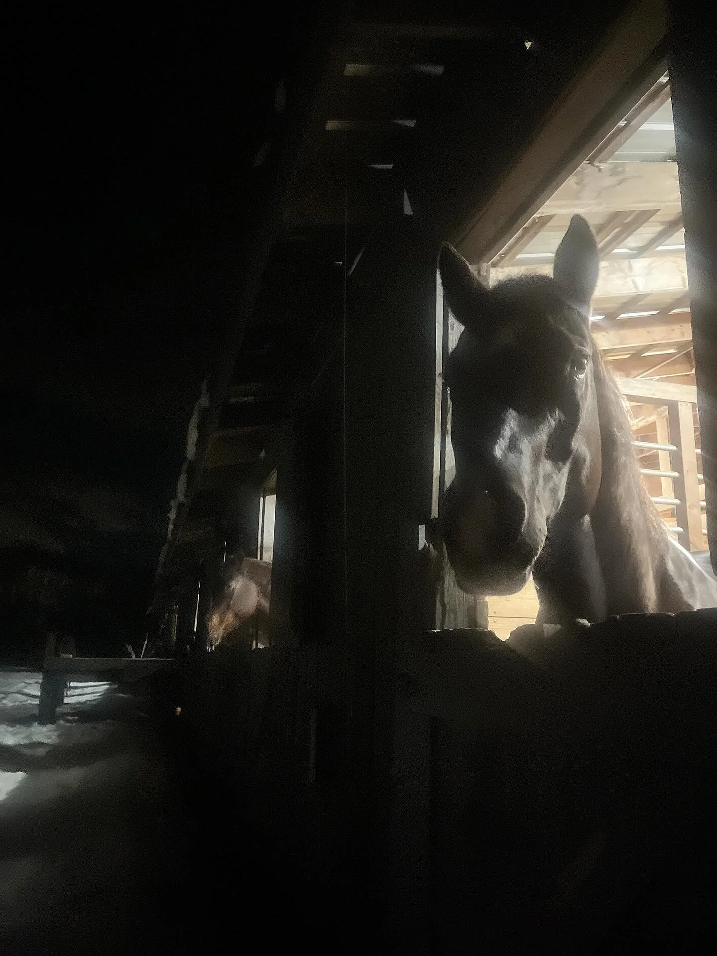 The horses loved having their windows open last night! We did our night check a little later than usual so they could enjoy them a little longer.

#horses #dutchdoors #barn #maineequestrian #mainehorses