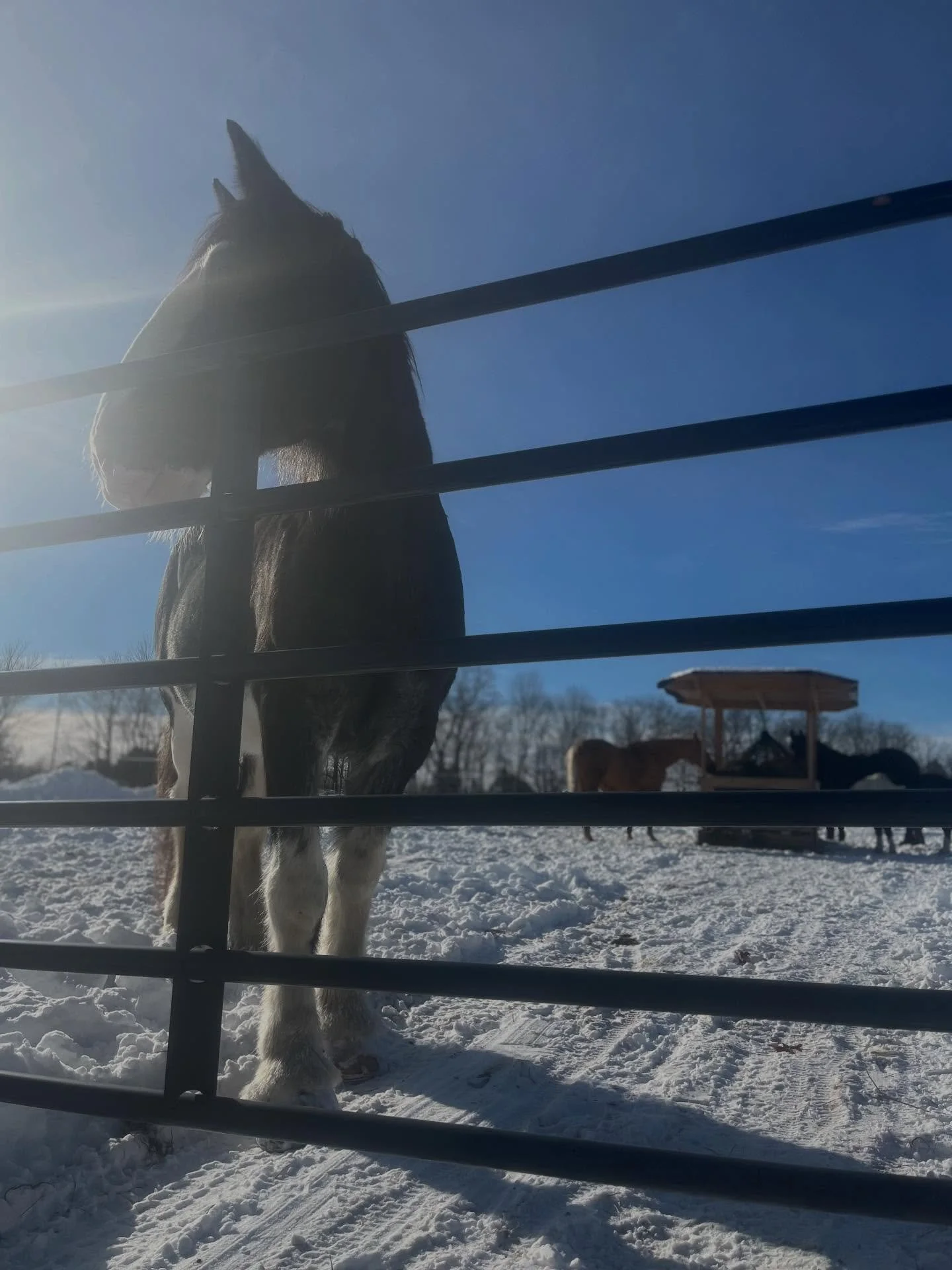 Some mid day blanket changes. Loving this warm sun on their coats!