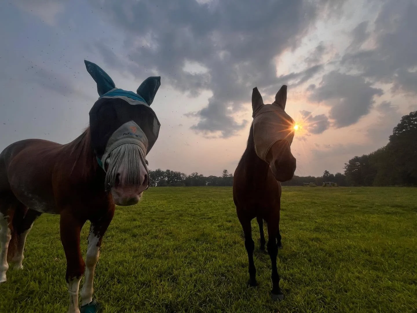 Going into year of the horse! We are hopeful that the horse they are referring to is like one of ours. Here&rsquo;s a glimpse into a few moments during 2025 that I truly enjoyed. 
#yearofthehorse #2025 #horsefarm #horse #maine