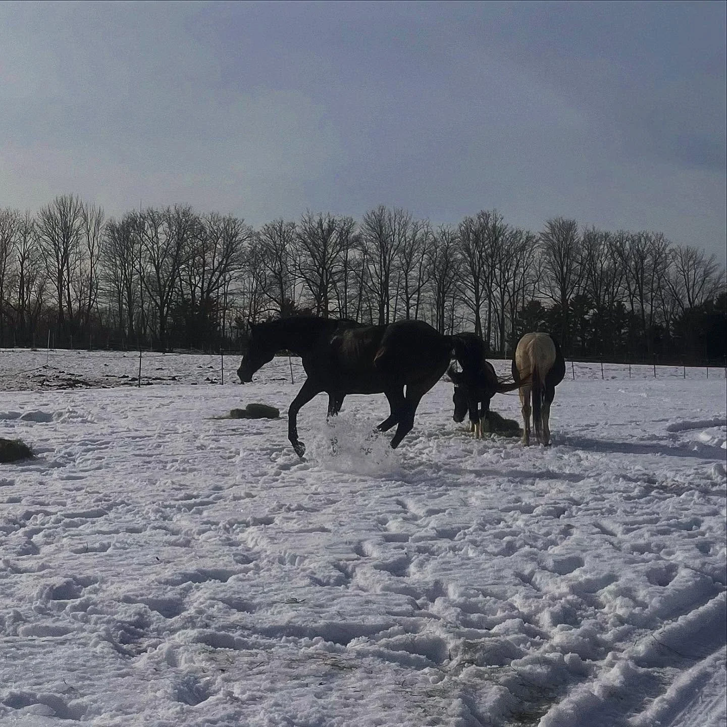 A Titan action shot! It&rsquo;s 45 degrees and the field the boys are usually turned out in is an ice rink. So they are loving playing in this untouched snow.