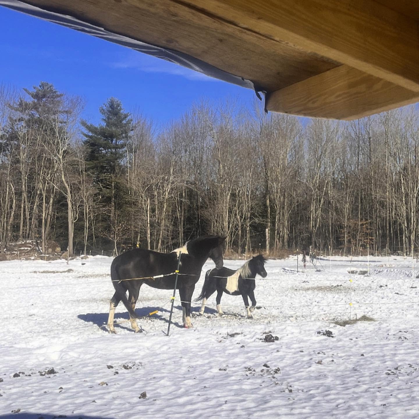 My view from the hay feeders. Sami and Mae impatiently waiting for me to open the gate for freshly filled hay feeders. Mae is the only one who floats between the two herds. Some days she is with the boys and other days she is with the girls. She love