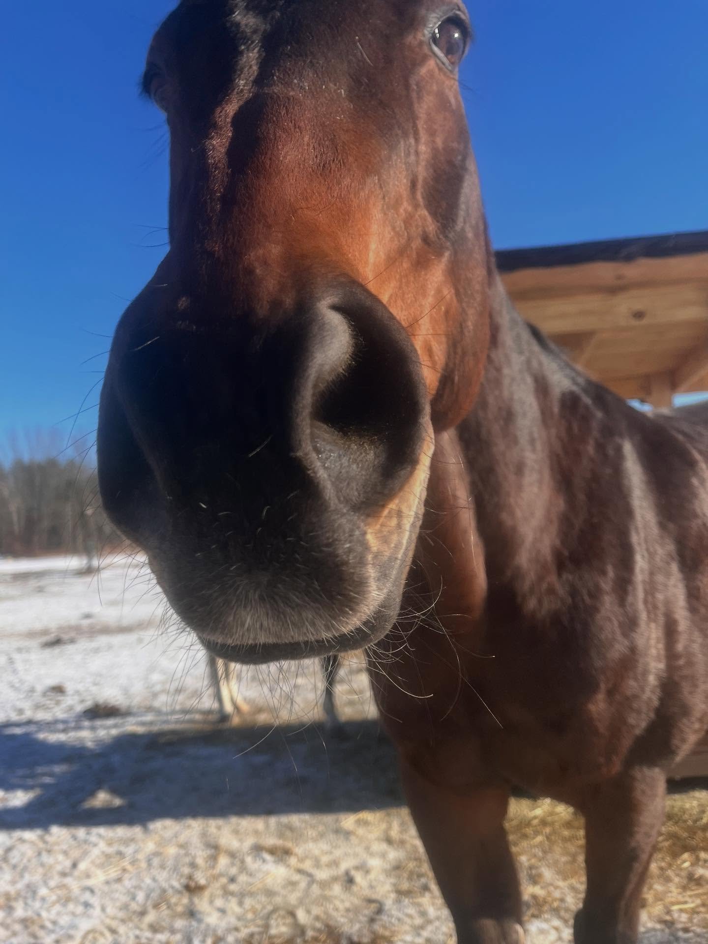 A little mid day check in with boys. Chance and Marky enjoying the sun. Beau, Royal and Magic found a watering hole in the pasture. Two water troughs in the field but a hole of water is way better.